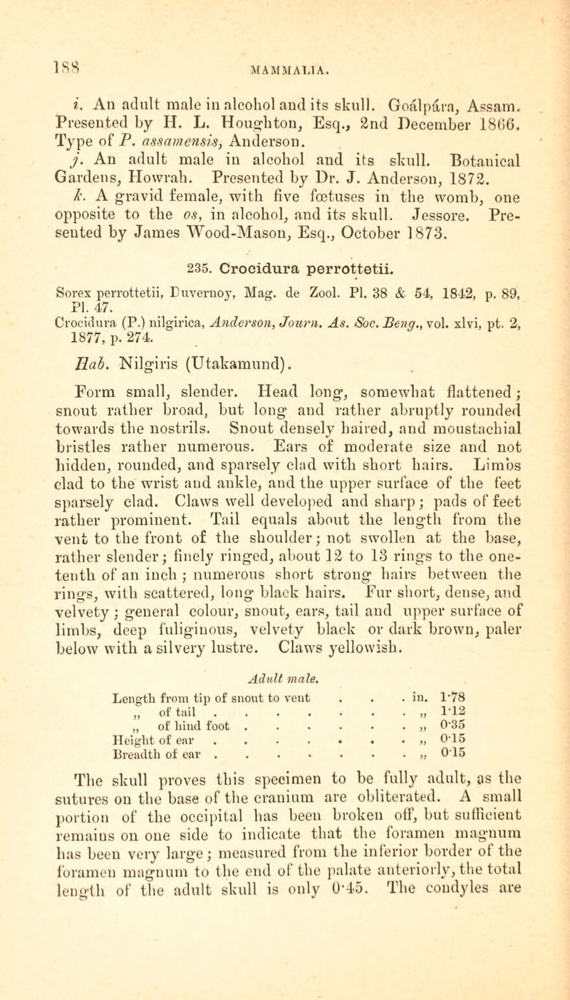 i. An adult male in alcohol and its skull. Goal para, Assam. Presented by PI. L. Houghton, Esq., 2nd December 1866. Type of P. assamensis, Anderson. j. An adult male in alcohol and its skull. Botanical Gardens, Howrah. Presented by Dr. J. Anderson, 1872. Jc. A gravid female, with five foetuses in the womb, one opposite to the os, in alcohol, and its skull. Jessore. Pre¬ sented by James Wood-Mason, Esq., October 1873. 235. Crocidura perrottetii. Sorex perrottetii, Euvernoy, Mag. cle Zool. PI. 38 & 54, 1842, p. 89, PI. 47. Crocidura (P.) nilgirica, Anderson, Journ. As. Soc. Beng., vol. xlvi, pt. 2, 1877, p. 274. Hal. Nilgiris (Utakamund). Form small, slender. Head long, somewhat flattened; snout rather broad, but long and rather abruptly rounded towards the nostrils. Snout densely haired, and moustaehial bristles rather numerous. Ears of moderate size and not bidden, rounded, and sparsely clad with short hairs. Limbs clad to the wrist and ankle, and the upper surface of the feet sparsely clad. Claws well developed and sharp; pads of feet rather prominent. Tail equals about the length from the vent to the front of the shoulder; not swollen at the base, rather slender; finely ringed, about 12 to 13 rings to the one- tenth of an inch ; numerous short strong hairs between the rings, with scattered, long black hairs. Fur short, dense, and velvety ; general colour, snout, ears, tail and upper surface of limbs, deep fuliginous, velvety black or dark brown, paler below with a silvery lustre. Claws yellowish. Adult male. Length from tip of snout to vent „ of tail .... „ of hind foot . Height of ear .... Breadth of ear . . in. • f) • )) • ft • >) 1-78 1-12 0-35 0-15 015 The skull proves this specimen to be fully adult, as the sutures on the base of the cranium are obliterated. A small portion of tbe occipital has been broken off, but sufficient remains on one side to indicate that the foramen magnum has been very large; measured from the inferior border ot the foramen magnum to the end ot the palate anteriorly, the total length of the adult skull is only 0-45. The condyles are