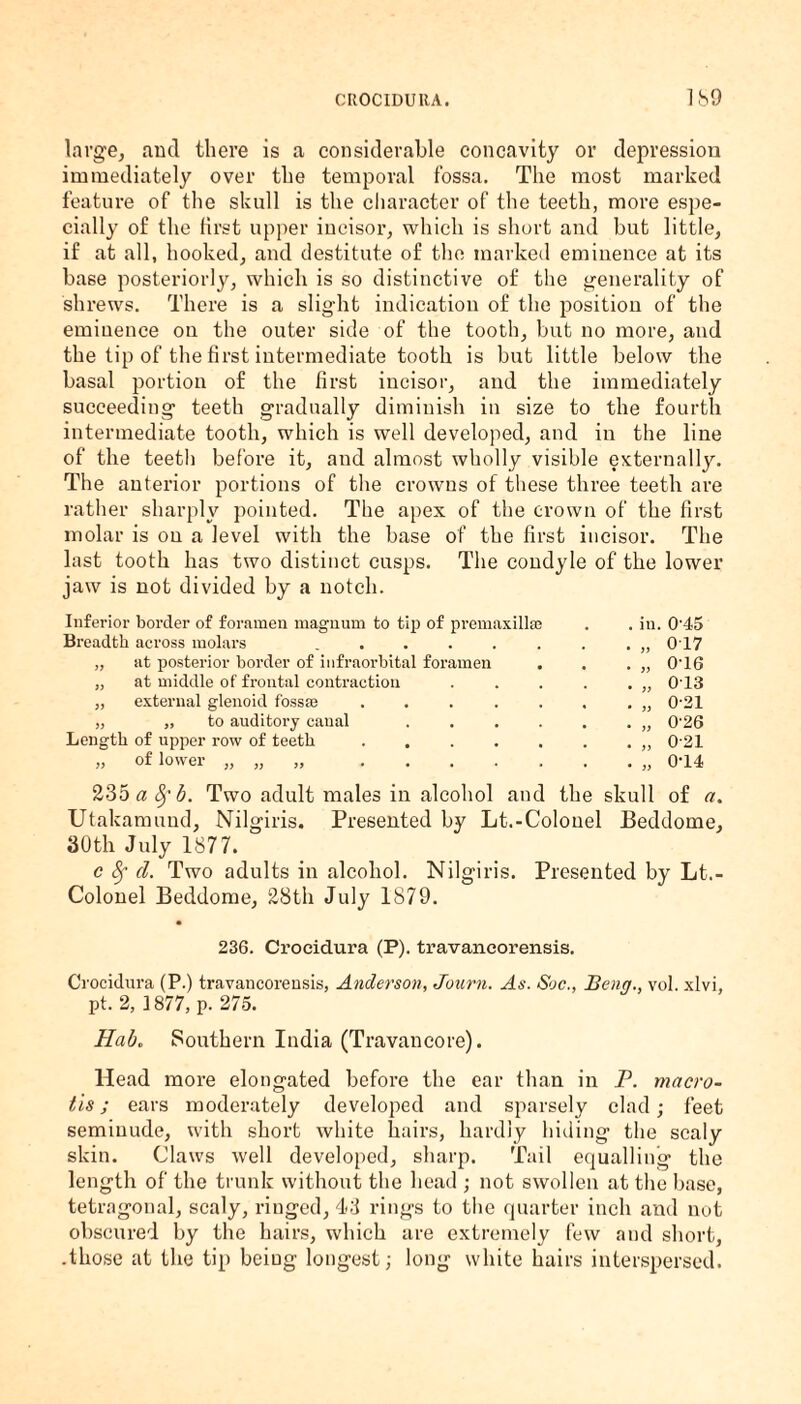 large, and there is a considerable concavity or depression immediately over the temporal fossa. The most marked feature of the skull is the character of the teeth, more espe¬ cially of the first upper incisor, which is short and but little, if at all, hooked, and destitute of the marked eminence at its base posteriorly, which is so distinctive of the generality of shrews. There is a slight indication of the position of the eminence on the outer side of the tooth, but no more, and the tip of the first intermediate tooth is but little below the basal portion of the first incisor, and the immediately succeeding teeth gradually diminish in size to the fourth intermediate tooth, which is well developed, and in the line of the teeth before it, and almost wholly visible externally. The anterior portions of the crowns of these three teeth are rather sharply pointed. The apex of the crown of the first molar is on a level with the base of the first incisor. The last tooth has two distinct cusps. The condyle of the lower jaw is not divided by a notch. Inferior border of foramen magnum to tip of premaxillee Breadth across molars ...... „ at posterior border of infraorbital foramen . „ at middle of frontal contraction „ external glenoid fossae . . . . . „ „ to auditory canal . . . . Length of upper row of teeth . . . . . „ of lower „ „ .. . iu. 0'45 i) )) J> jy )j 3> 0 17 0-16 013 0-21 0-26 0-21 0-14 235 afyb. Two adult males in alcohol and the skull of a. Utakamuud, Nilgiris. Presented by Lt.-Colonel Beddome, 30th July 1877. c 8f d. Two adults in alcohol. Nilgiris. Presented by Lt.- Colonel Beddome, 28th July 1879. 236. Croeidura (P). travancorensis. Crocidura (P.) travaucorensis, Anderson, Journ. As. Soc., Beng., vol. xlvi, pt. 2, f 877, p. 275. Hab. Southern India (Travancore). Head more elongated before the ear than in P. macro- tis; ears moderately developed and sparsely clad; feet semiuude, with short white hairs, hardly hiding the scaly skin. Claws well developed, sharp. Tail equalling the length of the trunk without the head ; not swollen at the base, tetragonal, scaly, ringed, 43 rings to the quarter inch and not obscured by the hairs, which are extremely few and short, .those at the tip beiug longest; long white hairs interspersed.