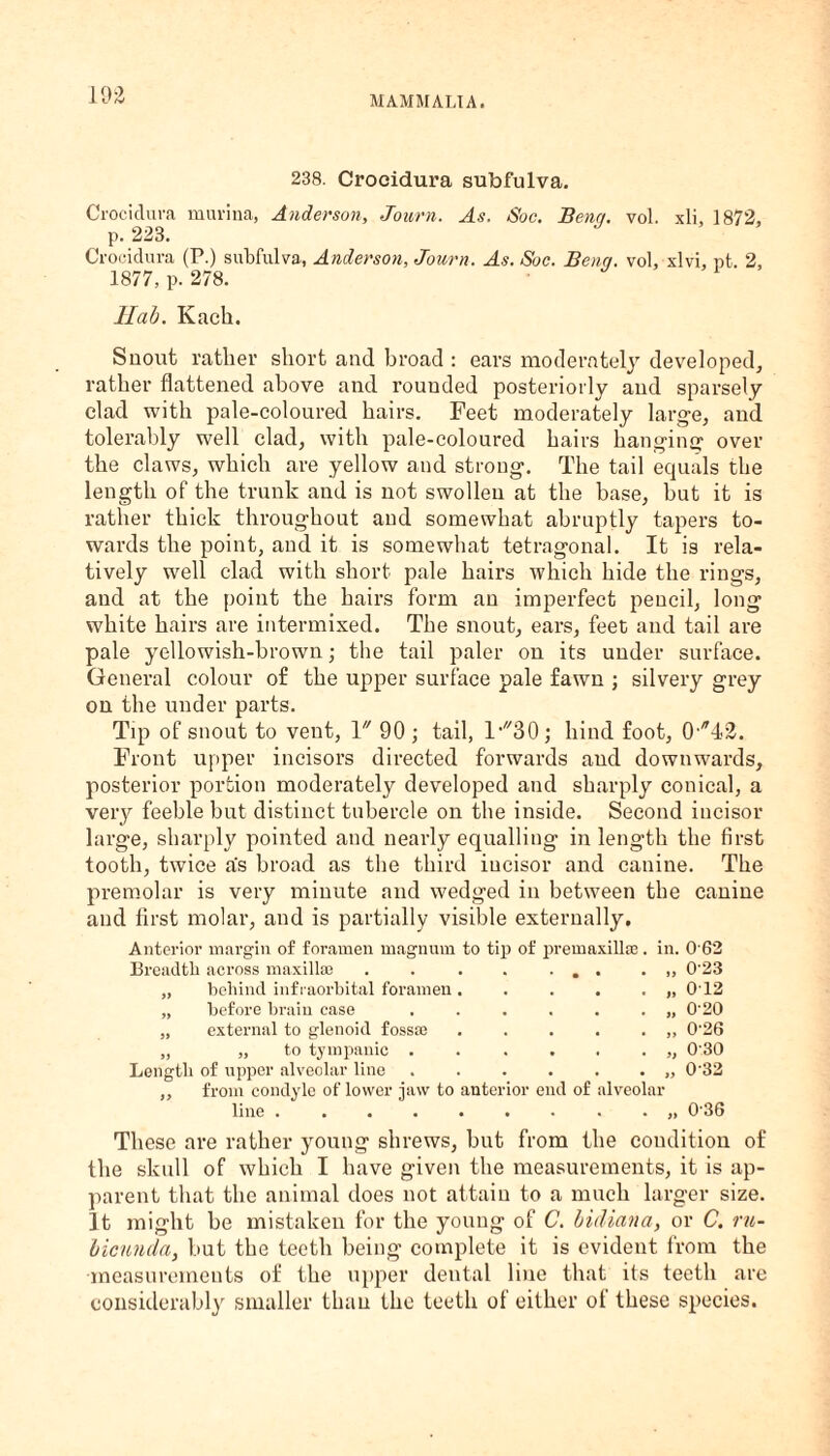 238. Croeidura subfulva. Crocidura rnurina, Anderson, Journ. As. Soc. Bene/, vol. xli, 1872, P. 223. Crocidura (P.) subfulva, Anderson, Journ, As. Soc. Benq. vol, xlvi, nt. 2, 1877, p. 278. llab. Kach. Snout rather short and broad : ears moderately developed, rather flattened above and rounded posteriorly and sparsely clad with pale-coloured hairs. Feet moderately large, and tolerably well clad, with pale-coloured hairs hanging over the claws, which are yellow and strong. The tail equals the length of the trunk and is not swollen at the base, but it is rather thick throughout and somewhat abruptly tapers to¬ wards the point, and it is somewhat tetragonal. It is rela¬ tively well clad with short pale hairs which hide the rings, and at the point the hairs form an imperfect pencil, long white hairs are intermixed. The snout, ears, feet and tail are pale yellowish-brown; the tail paler on its under surface. General colour of the upper surface pale fawn ; silvery grey on the under parts. Tip of snout to vent, V 90 ; tail, ly/30; hind foot, 0-42. Front upper incisors directed forwards and downwards, posterior portion moderately developed and sharply conical, a very feeble but distinct tubercle on the inside. Second incisor large, sharply pointed and nearly equalling in length the first tooth, twice as broad as the third incisor and canine. The premolar is very minute and wedged in between the canine and first molar, and is partially visible externally. Anterior margin of foramen magnum to tip of preinaxillse. in. 0 62 Breadth across maxillae . . . . ... • >, 0'23 „ behind infraorbital foramen. . . . . „ 012 „ before brain case ... 0'20 „ external to glenoid fossae . . . . . ,, 0-26 „ „ to tympanic . . . . . . „ 0 30 Length of upper alveolar line ... 0'32 ,, from condyle of lower jaw to anterior end of alveolar line .......... 036 These are rather young shrews, but from the condition of the skull of which I have given the measurements, it is ap¬ parent that the animal does not attain to a much larger size. It might be mistaken for the young of C. bidiana, or C. ru- bicunda, but the teeth being complete it is evident from the measurements of the upper dental line that its teeth are considerably smaller than the teeth of either ol these species.