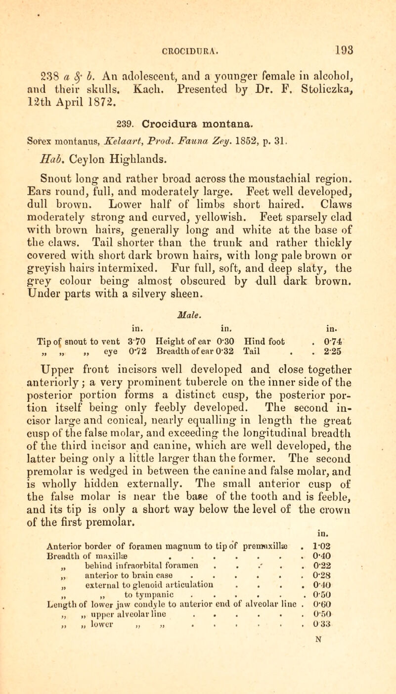 238 a 8f b. An adolescent, and a younger female in alcohol, and their skulls. Kacli. Presented by Dr. F. Stoliczka, 12th April 1872. 239. Croeidura montana. Sorex montanus, Kelaart, Prod. Fauna Zey. 1852, p. 31. Hub. Ceylon Highlands. Snout long and rather broad across the moustachial region. Ears round, fuli, and moderately large. Feet well developed, dull brown. Lower half of limbs short haired. Claws moderately strong and curved, yellowish. Feet sparsely clad with brown hairs, generally long and white at the base of the claws. Tail shorter than the trunk and rather thickly covered with short dark brown hairs, with long pale brown or greyish hairs intermixed. Fur full, soft, and deep slaty, the grey colour being almost obscured by dull dark brown. Under parts with a silvery sheen. Male. in. in. in. Tip of snout to vent 3'70 Height of ear 030 Hind foot . 0 74 „ „ ,, eye 0'72 Breadth of ear 0'32 Tail . . 2'25 Upper front incisors well developed and close together anteriorly ; a very prominent tubercle on the inner side of the posterior portion forms a distinct cusp, the posterior por¬ tion itself being only feebly developed. The second in¬ cisor large and conical, nearly equalling in length the great cusp of the false molar, and exceeding the longitudinal breadth of the third incisor and canine, which are well developed, the latter being only a little larger than the former. The second premolar is wedged in between the canine and false molar, and is wholly hidden externally. The small anterior cusp of the false molar is near the base of the tooth and is feeble, and its tip is only a short way below the level of the crown of the first premolar. in. Anterior border of forameu magnum to tip of preuruxillai . l-02 Breadth of maxillae ....... 0'40 „ behind infraorbital foramen . . 0'22 „ anterior to brain case ...... 0-28 „ external to glenoid articulation .... 0'40 „ „ to tympanic ..... . 0'50 Length of lower jaw condyle to anterior end of alveolar line . O'tiO „ „ upper alveolar line.0'50 ,1 a lower I, >i ......0 33 N