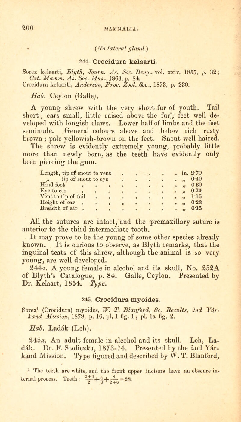 • (No lateral gland.) 244. Croeidura kelaarti. Sorex kelaarti, Blyth, Journ. As. Soc. Beng., vol. xxiv, 1855, p. 32; Cat. Mamin. As. Soc. Mus., 1863, p. 84. Croeidura kelaarti, Anderson, Proc. Zool. Soc., 1873, p. 230. Hab. Ceylon (GalleJ. A young shrew with the very short fur of youth. Tail short; ears small, little raised above the fur; feet well de¬ veloped with lougisli claws. Lower half of limbs and the feet seminude. General colours above and below rich rusty brown; pale yellowish-brown on the feet. Snout well haired. The shrew is evidently extremely young, probably little more than newly born, as the teeth have evidently only been piercing the gum. Length, tip of snout to vent . in. 2-70 „ tip of snout to eye .. 040 Hind foot .... .. 0 60 Eye to ear .... . „ 0-20 Yent to tip of tail . . . . „ 115 Height of ear .... . . „ 023 Breadth of ear .... . „ 015 All the sutures are intact, and the premaxillary suture is anterior to the third intermediate tooth. It may prove to be the young of some other species already known. It is curious to observe, as Blyth remarks, that the inguinal teats of this shrew, although the animal is so very young, are well developed. 244a. A young female in alcohol and its skull, No. 252A of Blythes Catalogue, p. 84. Galle, Ceylon. Presented by Dr. Kelaart, 1854. Type. 245. Croeidura myoides. Sorex1 (Croeidura) myoides, W. T. Blanford, Sc. Results, 2nd Yar¬ kand Mission, 1879, p. 16, pi. 1 lig. 1; pi. la fig. 2. Ilab. Ladak (Leh). 245a. An adult female in alcohol and its skull. Leh, La¬ dak. Dr. F. Stoliczka, 1873-74. Presented by the 2nd Yar¬ kand Mission. Type figured and described by VV. T. Blanford, 1 TLe teeth are white, and the front upper incisors have an obscure in. ternal process. Teeth: .^ = 23.