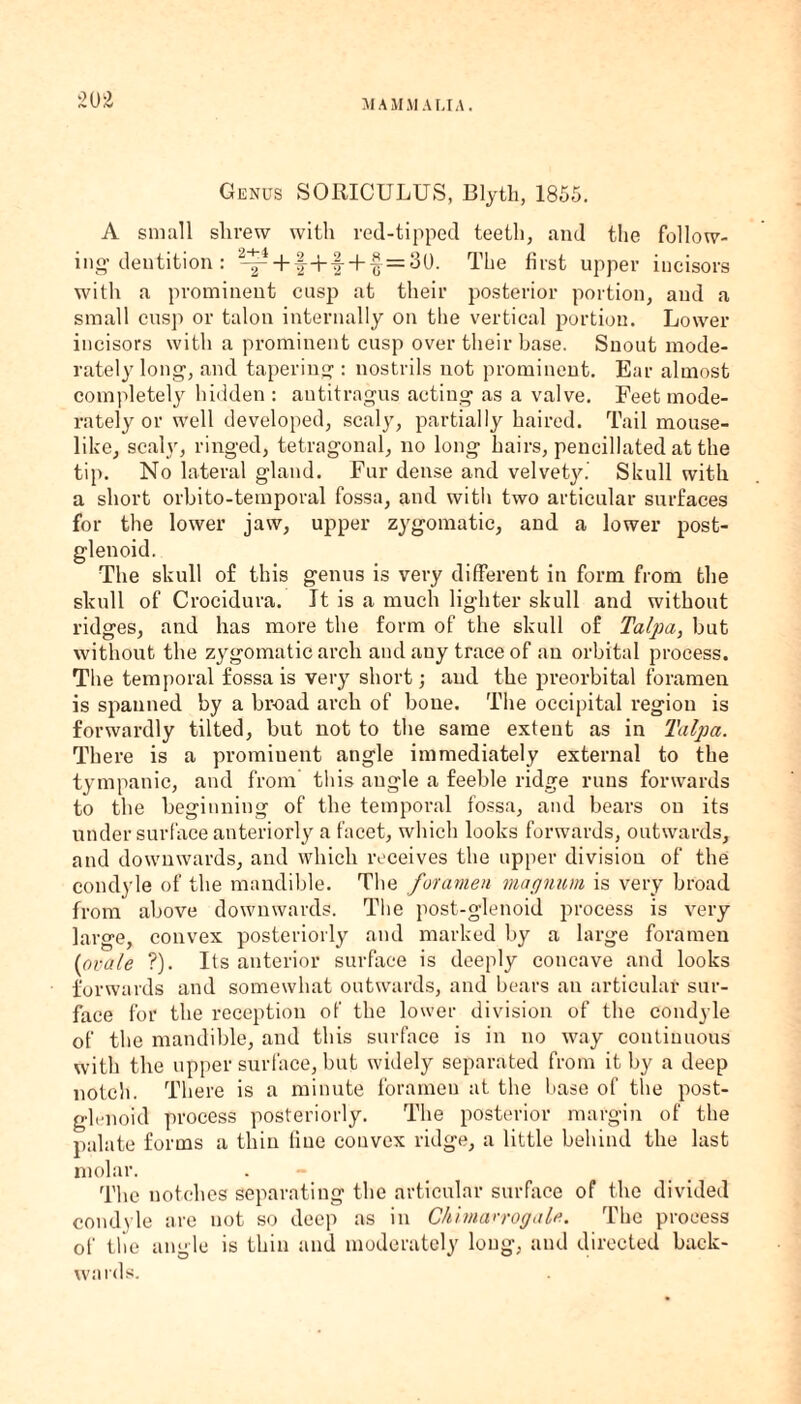 SOiJ Genus SORICULUS, Blyth, 1855. A small shrew with red-tipped teeth, and the follow¬ ing’ dentition : ^ + f+f + f = 30. The first upper incisors with a prominent cusp at their posterior portion, and a small cusp or talon internally on the vertical portion. Lower incisors with a prominent cusp over their base. Snout mode¬ rately long, and tapering : nostrils not prominent. Ear almost completely hidden : antitragus acting as a valve. Feet mode¬ rately or well developed, scaly, partially haired. Tail mouse¬ like, scaly, ringed, tetragonal, no long hairs, pencillated at the tip. No lateral gland. Fur dense and velvety. Skull with a short orbito-temporal fossa, and with two articular surfaces for the lower jaw, upper zygomatic, and a lower post¬ glenoid. The skull of this genus is very different in form from the skull of Crocidura. It is a much lighter skull and without ridges, and has more the form of the skull of Tafa, but without the zygomatic arch and any trace of an orbital process. The temporal fossa is very short; and the preorbital foramen is spanned by a broad arch of bone. The occipital region is forwardly tilted, but not to the same extent as in Talpa. There is a promiuent angle immediately external to the tympanic, and from this angle a feeble ridge runs forwards to the beginning of the temporal fossa, and bears on its undersurface anteriorly a facet, which looks forwards, outwards, and downwards, and which receives the upper division of the condyle of the mandible. The foramen magnum is very broad from above downwards. The post-glenoid process is very large, convex posteriorly and marked by a large foramen [ovale ?). Its anterior surface is deeply concave and looks forwards and somewhat outwards, and bears an articular sur¬ face for the reception of the lower division of the condyle of the mandible, and this surface is in no way continuous with the upper surface, but widely separated from it by a deep notch. There is a minute foramen at the base of the post- glenoid process posteriorly. The posterior margin of the palate forms a thin line convex ridge, a little behind the last molar. . The notches separating the articular surface of the divided condyle are not so deep as in Chimarrogale. The process of the angle is thin and moderately long, and directed back¬ wards.