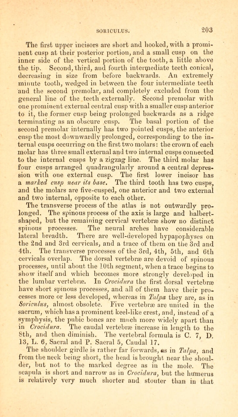 The first upper incisors are short and hooked, with a promi¬ nent cusp at their posterior portion, and a small cusp on the inner side of the vertical portion of the tooth, a little above the tip. Second, third, and fourth intermediate teeth conical, decreasing in size from before backwards. An extremely minute tooth, wedged in between the four intermediate teeth and the second premolar, and completely excluded from the general line of the teeth externally. Second premolar with one prominent external central cusp with a smaller cusp anterior to it, the former cusp being prolonged backwards as a ridge terminating as an obscure cusp. The basal portion of the second premolar internally has two pointed cusps, the anterior cusp the most downwardly prolonged, corresponding to the in¬ ternal cusps occurring on the first two molars: the crown of each molar has three small external ami two internal cusps connected to the internal cusps by a zigzag line. The third molar has four cusps arranged quadrangularly around a central depres¬ sion with one external cusp. The first lower incisor has a marked cusp near its base. The third tooth has two cusps, and the molars are five-cusped, one anterior and two external and two internal, opposite to each other. The transverse process of the atlas is not outwardly pro¬ longed. The spinous process of the axis is large and halbert¬ shaped, but the remaining cervical vertebrae show no distinct spinous processes. The neural arches have considerable lateral breadth. There are well-developed hypapophyses on the 2nd and 3rd cervicals, and a trace of them on the 3rd and 4th. The transverse processes of the 3rd, 4th, 5th, and 6th cervicals overlap. The dorsal vertebrae are devoid of spinous processes, until about the 10th segment, when a trace begins to show itself and which becomes more strongly developed in the lumbar vertebrae. In Crocidura the first dorsal vertebra have short spinous processes, and all of them have their pro¬ cesses more or less developed, whereas in Talpa they are, as in Soriculus, almost obsolete. Five vertebrae are united in the sacrum, which has a prominent keel-like crest, and, instead of a symphysis, the pubic bones are much more widely apart than in Crocidura. The caudal vertebra increase in length to the 8th, and then diminish. The vertebral formula is C. 7, D. 13, L. 6, Sacral and P. Sacral 5, Caudal 17. The shoulder girdle is rather far forwards, «s in Talpa, and from the neck being short, the head is brought near the shoul¬ der, but not to the marked degree as in the mole. The scapula is short and narrow as in Crocidura, but the humerus is relatively very much shorter and stouter than in that