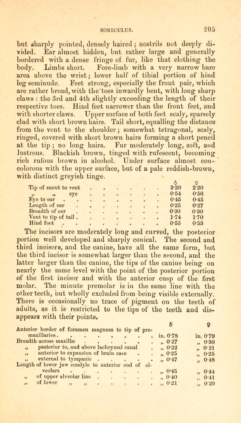 but sharply pointed, densely haired ; nostrils not deeply di¬ vided. Ear almost hidden, but rather large and generally bordered with a dense fringe of fur, like that clothing the bodj\ Limbs short. Fore-limb with a very narrow bare area above the wrist; lower half of tibial portion of hind leg seminude. Feet strong, especially the front pair, which are rather broad, with the toes inwardly bent, with long sharp claws : the 3rd and 4th slightly exceeding the length of their respective toes. Hind feet narrower than the front feet, and with shorter claws. Upper surface of both feet scaly, sparsely clad with short brown hairs. Tail short, equalling the distance from the vent to the shoulder; somewhat tetragonal, scaly, ringed, covered with short brown hairs forming a short pencil at the tip; no long hairs. Fur moderately long, soft, and lustrous. Blackish brown, tinged with rufesceut, becoming rich rufous brown in alcohol. Under surface almost con- colorous with the upper surface, but of a pale reddish-brown, with distinct greyish tinge. 5 0 Tip of snout to vent 3-20 2-20 » >y • • 0-54 056 Eye to ear 0-45 045 Length of ear , 025 0-27 Breadth of ear 0-30 030 Vent to tip of tail . 1-74 1-70 Hind foot . 0-55 053 The incisors are moderately long and curved, the posterior portion well developed and sharply conical. The second and third incisoi-6, and the canine, have all the same form, but the third incisor is somewhat larger than the second, and the latter larger than the canine, the tips of the canine being on nearly the same level with the point of the posterior portion of the first incisor and with the anterior cusp of the first molar. The minute premolar is in the same line with the other teeth, but wholly excluded from being visible externally. There is occasionally no trace of pigment on the teeth of adults, as it is restricted to the tips of the teeth and dis¬ appears with their points. Anterior border of foramen magnum to tip of pre maxillaries........ in. 0-78 in. 079 Breadth across maxilke ...... „ 0 27 » 030 „ posterior to, and above lachrymal canal „ 022 021 „ anterior to expansion of brain case „ 0 25 ft 025 „ external to tympanic ..... Length of lower jaw condyle to anterior end of al- „ 0-47 a 048 veolars ....... „ 0-45 ft 0-44 „ of upper alveolar line ..... „ 0 40 0-41 „ of lower „ .. „ 021 tt 0 20