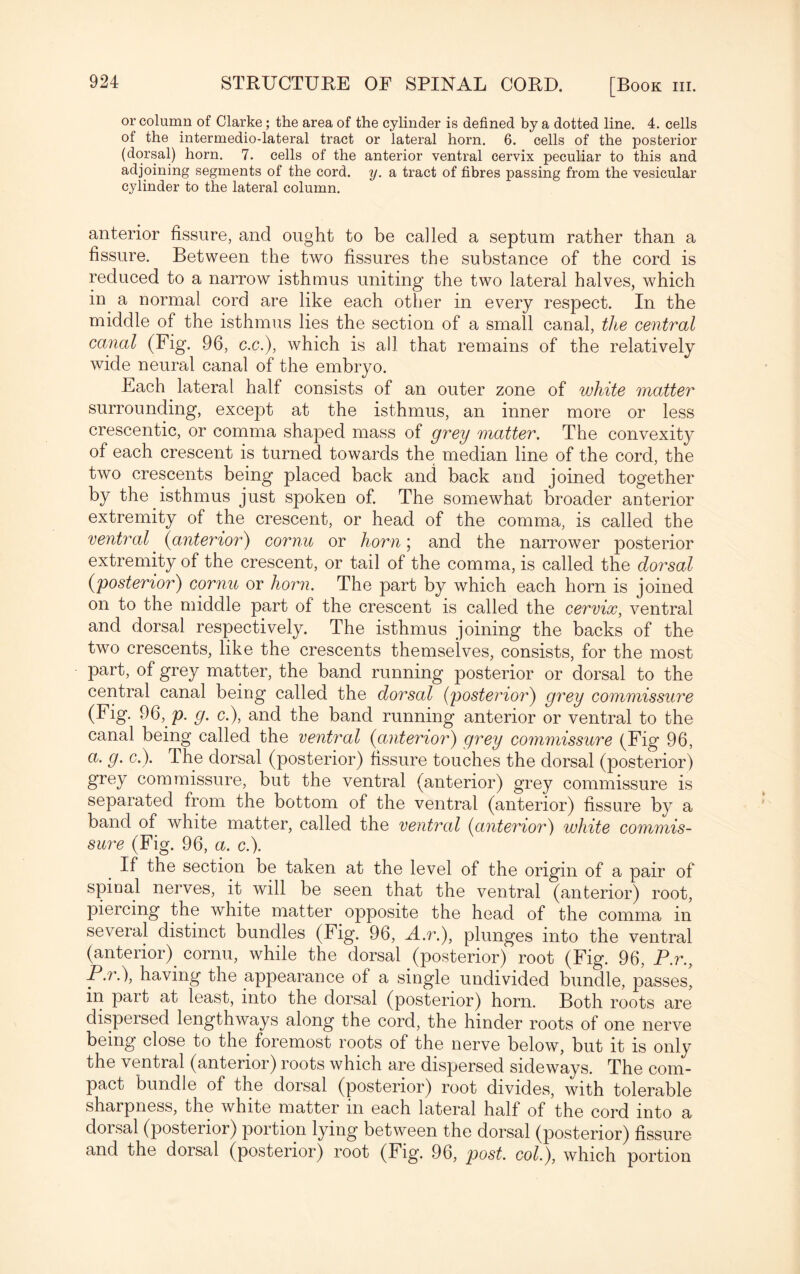 or column of Clarke; the area of the cylinder is defined by a dotted line. 4. cells of the intermedio-lateral tract or lateral horn. 6. cells of the posterior (dorsal) horn. 7. cells of the anterior ventral cervix peculiar to this and adjoining segments of the cord. y. a tract of fibres passing from the vesicular cylinder to the lateral column. anterior fissure, and ought to be called a septum rather than a fissure. Between the two fissures the substance of the cord is reduced to a narrow isthmus uniting the two lateral halves, which in a normal cord are like each other in every respect. In the middle of the isthmus lies the section of a small canal, the central canal (Fig. 96, c.c.), which is all that remains of the relatively wide neural canal of the embryo. Each lateral half consists of an outer zone of white matter surrounding, except at the isthmus, an inner more or less crescentic, or comma shaped mass of grey matter. The convexity of each crescent is turned towards the median line of the cord, the two crescents being placed back and back and joined together by the isthmus just spoken of. The somewhat broader anterior extremity of the crescent, or head of the comma, is called the ventral (anterior) cornu or horn; and the narrower posterior extremity of the crescent, or tail of the comma, is called the dorsal (posterior) cornu or horn. The part by which each horn is joined on to the middle part of the crescent is called the cervix, ventral and dorsal respectively. The isthmus joining the backs of the two crescents, like the crescents themselves, consists, for the most part, of grey matter, the band running posterior or dorsal to the central canal being called the dorsal (posterior) grey commissure (Fig. 96, p. g. c.), and the band running anterior or ventral to the canal being called the ventral (anterior) grey commissure (Fig 96, a. g. c.). Ihe dorsal (posterior) fissure touches the dorsal (posterior) grey commissure, but the ventral (anterior) grey commissure is separated from the bottom of the ventral (anterior) fissure by a band of white matter, called the ventral (anterior) white commis¬ sure (Fig. 96, a. c.). If the section be taken at the level of the origin of a pair of spinal nerves, it will be seen that the ventral (anterior) root, piercing the white matter opposite the head of the comma in several distinct bundles (Fig. 96, A.r.), plunges into the ventral (anterior), cornu, while the dorsal (posterior) root (Fig. 96, P.r., P.r.), having the appearance of a single undivided bundle, passes, in pait at least, into the dorsal (posterior) horn. Both roots are dispersed lengthways along the cord, the hinder roots of one nerve being close to the foremost roots of the nerve below, but it is only the ventral (anterior) roots which are dispersed sideways. The com¬ pact bundle of the dorsal (posterior) root divides, with tolerable sharpness, the white matter in each lateral half of the cord into a dorsal (posterior) portion lying between the dorsal (posterior) fissure and the dorsal (posterior) root (Fig. 96, post, col.), which portion