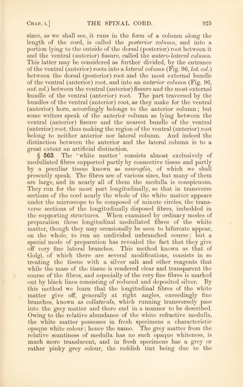 since, as we shall see, it runs in the form of a column along the length of the cord, is called the posterior column, and into a portion lying to the outside of the dorsal (posterior) root between it and the ventral (anterior) fissure, called the antero-lateral column. This latter may be considered as further divided, by the entrance of the ventral (anterior) roots into a lateral column (Fig. 96, lat. col.) between the dorsal (posterior) root and the most external bundle of the ventral (anterior) root, and into an anterior column (Fig. 96, ant. col.) between the ventral (anterior) fissure and the most external bundle of the ventral (anterior) root. The part traversed by the bundles of the ventral (anterior) root, as they make for the ventral (anterior) horn, accordingly belongs to the anterior column; but some writers speak of the anterior column as lying between the ventral (anterior) fissure and the nearest bundle of the ventral (anterior) root, thus making the region of the ventral (anterior) root belong to neither anterior nor lateral column. And indeed the distinction between the anterior and the lateral column is to a great extent an artificial distinction. § 563. The ‘ white matter ’ consists almost exclusively of medullated fibres supported partly by connective tissue and partly by a peculiar tissue known as neuroglia, of which we shall presently speak. The fibres are of various sizes, but many of them are large, and in nearly all of them the medulla is conspicuous. They run for the most part longitudinally, so that in transverse sections of the cord nearly the whole of the white matter appears under the microscope to be composed of minute circles, the trans¬ verse sections of the longitudinally disposed fibres, imbedded in the supporting structures. When examined by ordinary modes of preparation these longitudinal medullated fibres of the white matter, though they may occasionally be seen to bifurcate appear, on the whole, to run an undivided unbranched course; but a special mode of preparation has revealed the fact that they give off very fine lateral branches. This method known as that of Golgi, of which there are several modifications, consists in so treating the tissue with a silver salt and other reagents that while the mass of the tissue is rendered clear and transparent the course of the fibres, and especially of the very fine fibres is marked out by black lines consisting of reduced and deposited silver. By this method we learn that the longitudinal fibres of the white matter give off, generally at right angles, exceedingly fine branches, known as collaterals, which running transversely pass into the grey matter and there end in a manner to be described. Owing to the relative abundance of the white refractive medulla, the white matter possesses in fresh specimens a characteristic opaque white colour; hence the name. The grey matter from the relative scantiness of medulla has no such opaque whiteness, is much more translucent, and in fresh specimens has a grey or rather pinky grey colour, the reddish tint being due to the