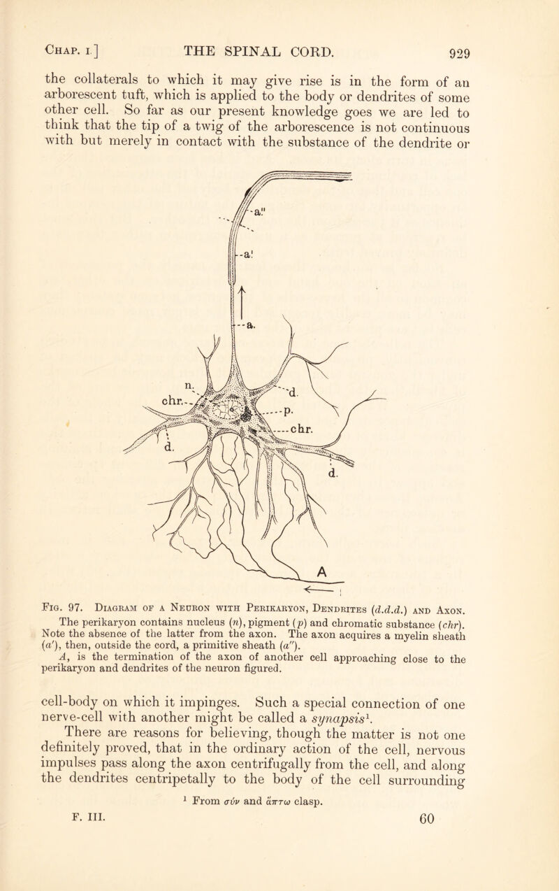 the collaterals to which it may give rise is in the form of an arborescent tuft, which is applied to the body or dendrites of some other cell. So far as our present knowledge goes we are led to think that the tip of a twig of the arborescence is not continuous with but merely in contact with the substance of the dendrite or Fig. 97. Diagbam of a Neubon with Pebikabyon, Dendbites (d.d.d.) and Axon. The perikaryon contains nucleus (n), pigment (p) and chromatic substance (chr). Note the absence of the latter from the axon. The axon acquires a myelin sheath (a'), then, outside the cord, a primitive sheath (a). A, is the termination of the axon of another cell approaching close to the perikaryon and dendrites of the neuron figured. cell-body on which it impinges. Such a special connection of one nerve-cell with another might be called a synapsis1. There are reasons for believing, though the matter is not one definitely proved, that in the ordinary action of the cell, nervous impulses pass along the axon centrifugally from the cell, and along the dendrites centripetally to the body of the cell surrounding 1 From avv and clittu) clasp. F. III. 60