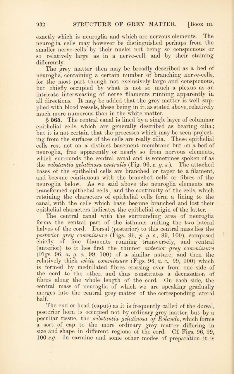 exactly which is neuroglia and which are nervous elements. The neuroglia cells may however be distinguished perhaps from the smaller nerve-cells by their nuclei not being so conspicuous or so relatively large as in a nerve-cell, and by their staining differently. The grey matter then may be broadly described as a bed of neuroglia, containing a certain number of branching nerve-cells, for the most part though not exclusively large and conspicuous, but chiefly occupied by what is not so much a plexus as an intricate interweaving of nerve filaments running apparently in all directions. It may be added that the grey matter is well sup¬ plied with blood vessels, these being in it, as stated above, relatively much more numerous than in the white matter. § 565. The central canal is lined by a single layer of columnar epithelial cells, which are generally described as bearing cilia; but it is not certain that the processes which may be seen project¬ ing from the surfaces of the cells are really cilia. These epithelial cells rest not on a distinct basement membrane but on a bed of neuroglia, free apparently or nearly so from nervous elements, which surrounds the central canal and is sometimes spoken of as the substantia gelatinosa centralis (Fig. 96, c. g. s.). The attached bases of the epithelial cells are branched or taper to a filament, and become continuous with the branched cells or fibres of the neuroglia below. As we said above the neuroglia elements are transformed epithelial cells; and the continuity of the cells, which retaining the characters of epithelial cells form a lining to the canal, with the cells which have become branched and lost their epithelial characters indicates the epithelial origin of the latter. The central canal with the surrounding area of neuroglia forms the central part of the isthmus uniting the two lateral halves of the cord. Dorsal (posterior) to this central mass lies the posterior grey commissure (Figs. 96, p. g. c., 99, 100), composed chiefly of fine filaments running transversely, and ventral (anterior) to it lies first the thinner anterior grey commissure (Figs. 96, a. g. c., 99, 100) of a similar nature, and then the relatively thick white commissure (Figs. 96, a. c., 99, 100) which is formed by medullated fibres crossing over from one side of the cord to the other, and thus constitutes a decussation of fibres along the whole length of the cord. On each side, the central mass of neuroglia of which we are speaking gradually merges into the central grey matter of the corresponding lateral half. The end or head (caput) as it is frequently called of the dorsal, posterior horn is occupied not by ordinary grey matter, but by a peculiar tissue, the substantia gelatinosa of Rolando, which forms a sort of cap to the more ordinary grey matter differing in size and shape in different regions of the cord. Cf. Figs. 96, 99, 100 s.g. In carmine and some other modes of preparation it is