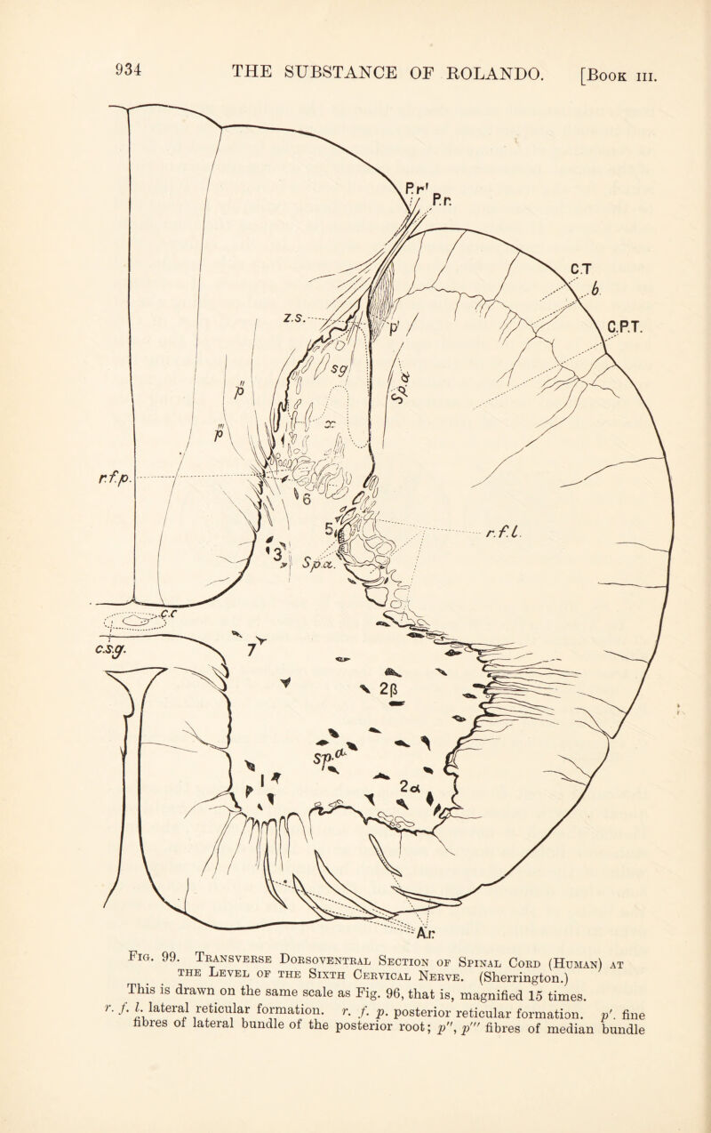 Fig. 99. Transverse Dorsoventral Section of Spinal Cord (Human) at the Level of the Sixth Cervical Nerve. (Sherrington.) This is drawn on the same scale as Fig. 96, that is, magnified 15 times, r. /. Z. lateral reticular formation, r. f. p. posterior reticular formation, p'. fine fibres of lateral bundle of the posterior root; p, p’ fibres of median bundle