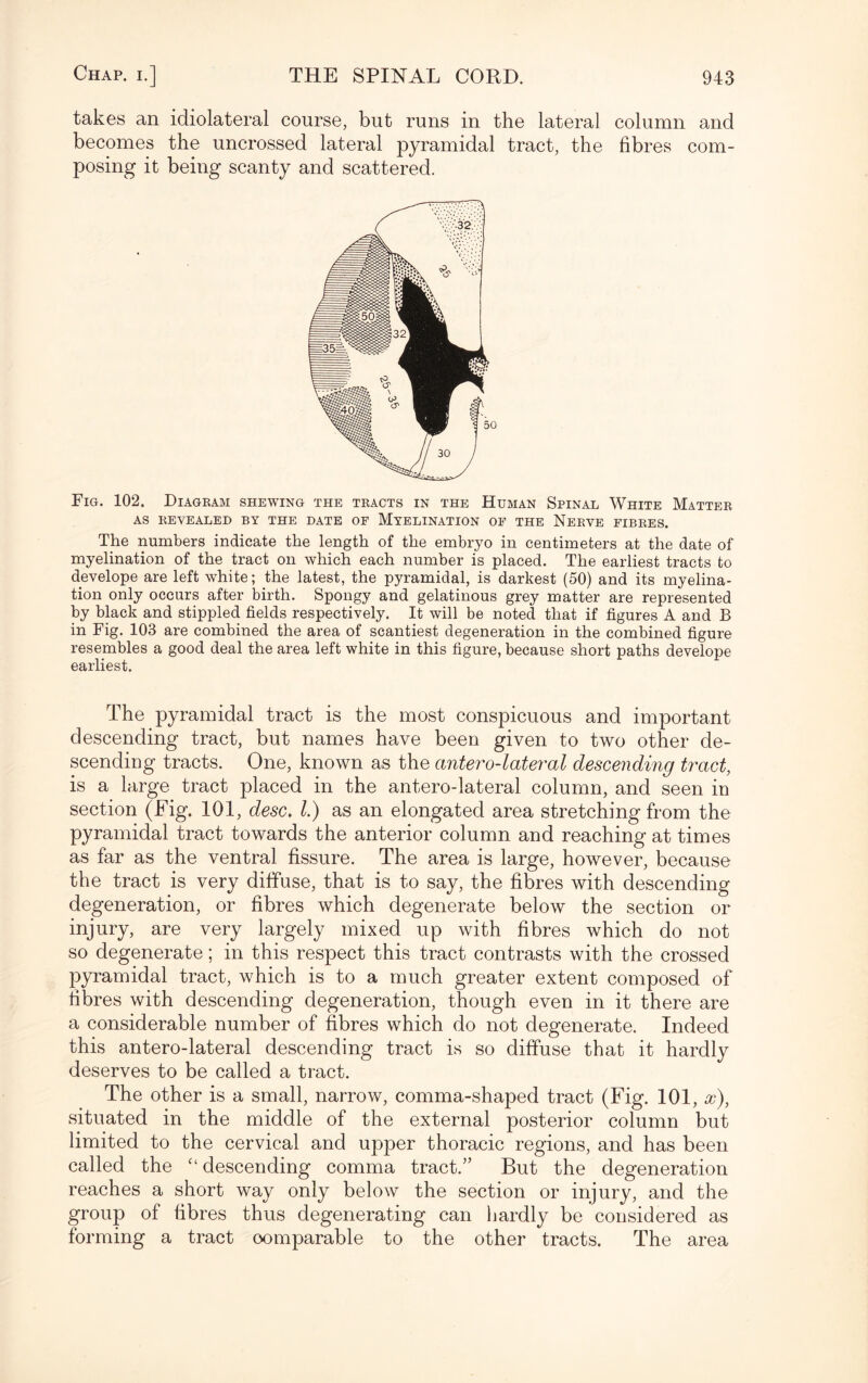 takes an idiolateral course, but runs in the lateral column and becomes the uncrossed lateral pyramidal tract, the fibres com¬ posing it being scanty and scattered. Fig. 102. Diagram shewing the tracts in the Human Spinal White Matter AS REVEALED BY THE DATE OF MYELINATION OF THE NERVE FIBRES. The numbers indicate the length of the embryo in centimeters at the date of myelination of the tract on which each number is placed. The earliest tracts to develope are left white; the latest, the pyramidal, is darkest (50) and its myelina¬ tion only occurs after birth. Spongy and gelatinous grey matter are represented by black and stippled fields respectively. It will be noted that if figures A and B in Fig. 103 are combined the area of scantiest degeneration in the combined figure resembles a good deal the area left white in this figure, because short paths develope earliest. The pyramidal tract is the most conspicuous and important descending tract, but names have been given to two other de¬ scending tracts. One, known as the antero-lateral descending tract, is a large tract placed in the antero-lateral column, and seen in section (Fig. 101, desc. 1.) as an elongated area stretching from the pyramidal tract towards the anterior column and reaching at times as far as the ventral fissure. The area is large, however, because the tract is very diffuse, that is to say, the fibres with descending degeneration, or fibres which degenerate below the section or injury, are very largely mixed up with fibres which do not so degenerate; in this respect this tract contrasts with the crossed pyramidal tract, which is to a much greater extent composed of fibres with descending degeneration, though even in it there are a considerable number of fibres which do not degenerate. Indeed this antero-lateral descending tract is so diffuse that it hardly deserves to be called a tract. The other is a small, narrow, comma-shaped tract (Fig. 101, x), situated in the middle of the external posterior column but limited to the cervical and upper thoracic regions, and has been called the “ descending comma tract.” But the degeneration reaches a short way only below the section or injury, and the group of fibres thus degenerating can hardly be considered as forming a tract oomparable to the other tracts. The area