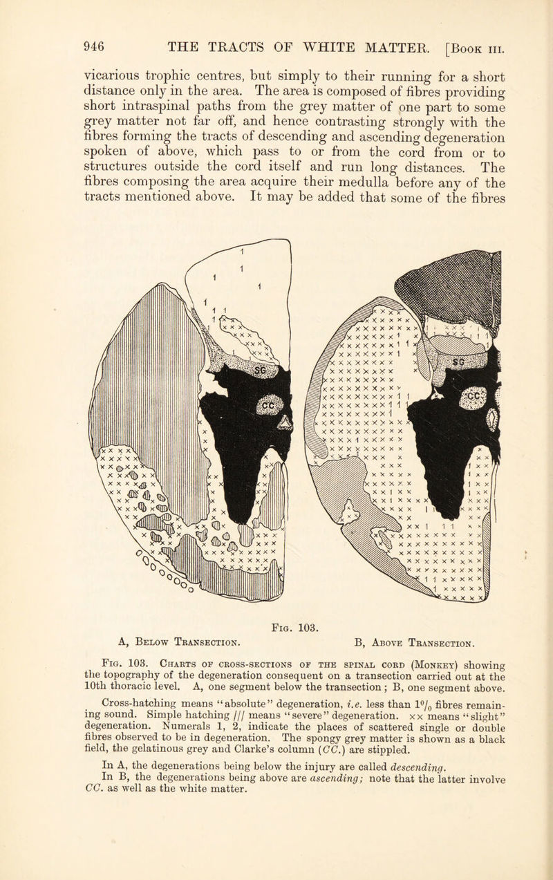 vicarious trophic centres, but simply to their running for a short distance only in the area. The area is composed of fibres providing short intraspinal paths from the grey matter of one part to some grey matter not far off, and hence contrasting strongly with the fibres forming the tracts of descending and ascending degeneration spoken of above, which pass to or from the cord from or to structures outside the cord itself and run long distances. The fibres composing the area acquire their medulla before any of the tracts mentioned above. It may be added that some of the fibres Fig. 103. A, Below Tkansection. B, Above Transection. Fig. 103. Charts of cross-sections of the spinal cord (Monkey) showing the topography of the degeneration consequent on a transection carried out at the 10th thoracic level. A, one segment below the transection ; B, one segment above. Cross-hatching means “absolute” degeneration, i.e. less than l°/0 fibres remain¬ ing sound. Simple hatching /// means “severe” degeneration, xx means “slight” degeneration. Numerals 1, 2, indicate the places of scattered single or double fibres observed to be in degeneration. The spongy grey matter is shown as a black field, the gelatinous grey and Clarke’s column ((7(7.) are stippled. In A, the degenerations being below the injury are called descending. In B, the degenerations being above are ascending; note that the latter involve (7(7. as well as the white matter.