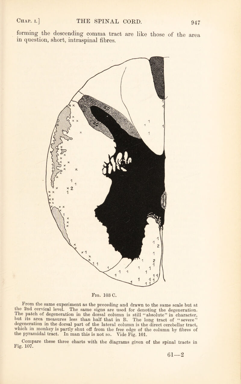 forming the descending comma tract are like those of the area in question, short, intraspinal fibres. Fig. 103 C. 1* rom the same experiment as the preceding and drawn to the same scale but at the 2nd cervical level. The same signs are used for denoting the degeneration. The patch of degeneration in the dorsal column is still “absolute” in character, but its area measures less than half that in B. The long tract of “severe” degeneration in the dorsal part of the lateral column is the direct cerebellar tract, which in monkey is partly shut off from the free edge of the column by fibres of the pyramidal tract. In man this is not so. Vide Fig. 101. Compare these three charts with the diagrams given of the spinal tracts in Fig. 107. 61—2