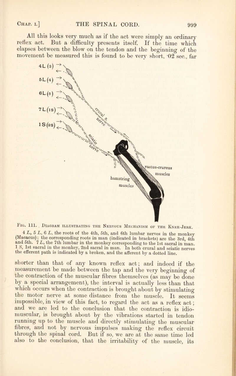 All this looks very much as if the act were simply an ordinary reflex act. But a difficulty presents itself. If the time which elapses between the blow on the tendon and the beginning of the movement be measured this is found to be very short, ’02 sec., far Fig. 111. Diagram illustrating the Nervous Mechanism of the Knee-Jerk. 4 L, 5 I, 6 L, the roots of the 4th, 5th, and 6th lumbar nerves in the monkey (Macacus); the corresponding roots in man (indicated in brackets) are the 3rd, 4th and 5th. 7 L, the 7th lumbar in the monkey corresponding to the 1st sacral in man. 1 S, 1st sacral in the monkey, 2nd sacral in man. In both crural and sciatic nerves the efferent path is indicated by a broken, and the afferent by a dotted line. shorter than that of any known reflex act; and indeed if the measurement be made between the tap and the very beginning of the contraction of the muscular fibres themselves (as may be done by a special arrangement), the interval is actually less than that which occurs when the contraction is brought about by stimulating the motor nerve at some distance from the muscle. It seems impossible, in view of this fact, to regard the act as a reflex act; and we are led to the conclusion that the contraction is idio- muscular, is brought about by the vibrations started in tendon running up to the muscle and directly stimulating the muscular fibres, and not by nervous impulses making the reflex circuit through the spinal cord. But if so, we are at the same time led also to the conclusion, that the irritability of the muscle, its