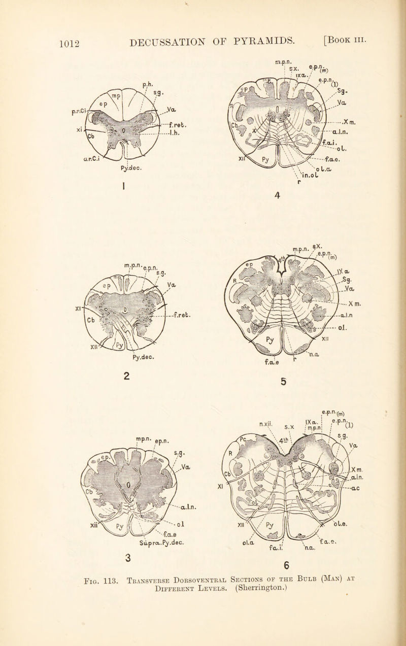 2 5 3 Fig. 113. Transverse Dorsoventral Different Levels. ,e,P,n,(m) Sections of the Bulb (Man) at (Sherrington.)