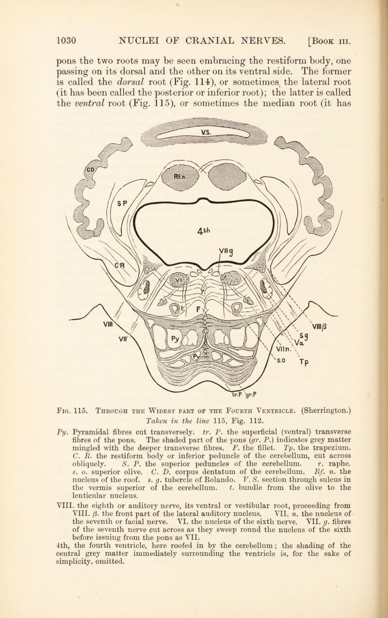 pons the two roots may be seen embracing the restiform body, one passing on its dorsal and the other on its ventral side. The former is called the dorsal root (Fig. 114), or sometimes the lateral root (it has been called the posterior or inferior root); the latter is called the ventral root (Fig. 115), or sometimes the median root (it has Fig. 115. Through the Widest part of the Fourth Ventricle. (Sherrington.) Taken in the line 115, Fig. 112. Py. Pyramidal fibres cut transversely, tr. P. the superficial (ventral) transverse fibres of the pons. The shaded part of the pons {gr. P.) indicates grey matter mingled with the deeper transverse fibres. F. the fillet. Tp. the trapezium. G. R. the restiform body or inferior peduncle of the cerebellum, cut across obliquely. S. P. the superior peduncles of the cerebellum. r. raphe. s. o. superior olive. C. D. corpus dentatum of the cerebellum. Rf. n. the nucleus of the roof. s. g. tubercle of Kolando. V. S. section through sulcus in the vermis superior of the cerebellum. t. bundle from the olive to the lenticular nucleus. VIII. the eighth or auditory nerve, its ventral or vestibular root, proceeding from VIII. /3. the front part of the lateral auditory nucleus. VII. n. the nucleus of the seventh or facial nerve. VI. the nucleus of the sixth nerve. VII. g. fibres of the seventh nerve cut across as they sweep round the nucleus of the sixth before issuing from the pons as VII. 4th, the fourth ventricle, here roofed in by the cerebellum; the shading of the central grey matter immediately surrounding the ventricle is, for the sake of simplicity, omitted.