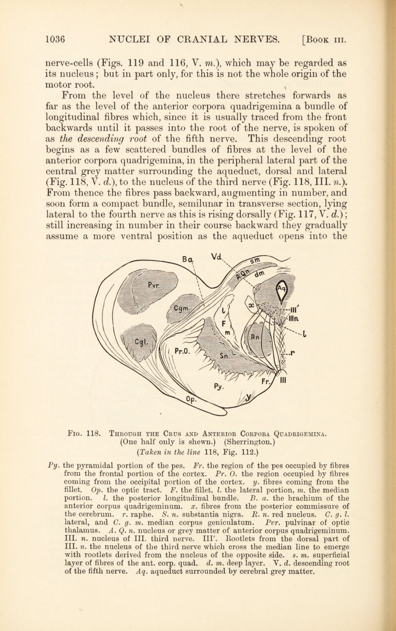 nerve-cells (Figs. 119 and 116, V. ra.), which may be regarded as its nucleus ; but in part only, for this is not the whole origin of the motor root. , From the level of the nucleus there stretches forwards as far as the level of the anterior corpora quadrigemina a bundle of longitudinal fibres which, since it is usually traced from the front backwards until it passes into the root of the nerve, is spoken of as the descending root of the fifth nerve. This descending root begins as a few scattered bundles of fibres at the level of the anterior corpora quadrigemina, in the peripheral lateral part of the central grey matter surrounding the aqueduct, dorsal and lateral (Fig. 118, V. d.), to the nucleus of the third nerve (Fig. 118, III. n.). From thence the fibres pass backward, augmenting in number, and soon form a compact bundle, semilunar in transverse section, lying lateral to the fourth nerve as this is rising dorsally (Fig. 117, V. d.); still increasing in number in their course backward they gradually assume a more ventral position as the aqueduct opens into the Fig. 118. Through the Crus and Anterior Corpora Quadrigemina. (One half only is shewn.) (Sherrington.) (Taken in the line 118, Fig. 112.) Py. the pyramidal portion of the pes. Fr. the region of the pes occupied by fibres from the frontal portion of the cortex. Pr. 0. the region occupied by fibres coming from the occipital portion of the cortex, y. fibres coming from the fillet. Op. the optic tract. F. the fillet, l. the lateral portion, in. the median portion. 1. the posterior longitudinal bundle. B. a. the brachium of the anterior corpus quadrigeminum. x. fibres from the posterior commissure of the cerebrum, r. raphe. S. n. substantia nigra. B. n. red nucleus. C. g. 1. lateral, and C. g. in. median corpus geniculatum. Pvr. pulvinar of optic thalamus. A. Q. n. nucleus or grey matter of anterior corpus quadrigeminum. III. n. nucleus of III. third nerve. III'. Rootlets from the dorsal part of III. n. the nucleus of the third nerve which cross the median line to emerge with rootlets derived from the nucleus of the opposite side. s. in. superficial layer of fibres of the ant. corp. quad. d. in. deep layer. Y. d. descending root of the fifth nerve. Aq. aqueduct surrounded by cerebral grey matter.