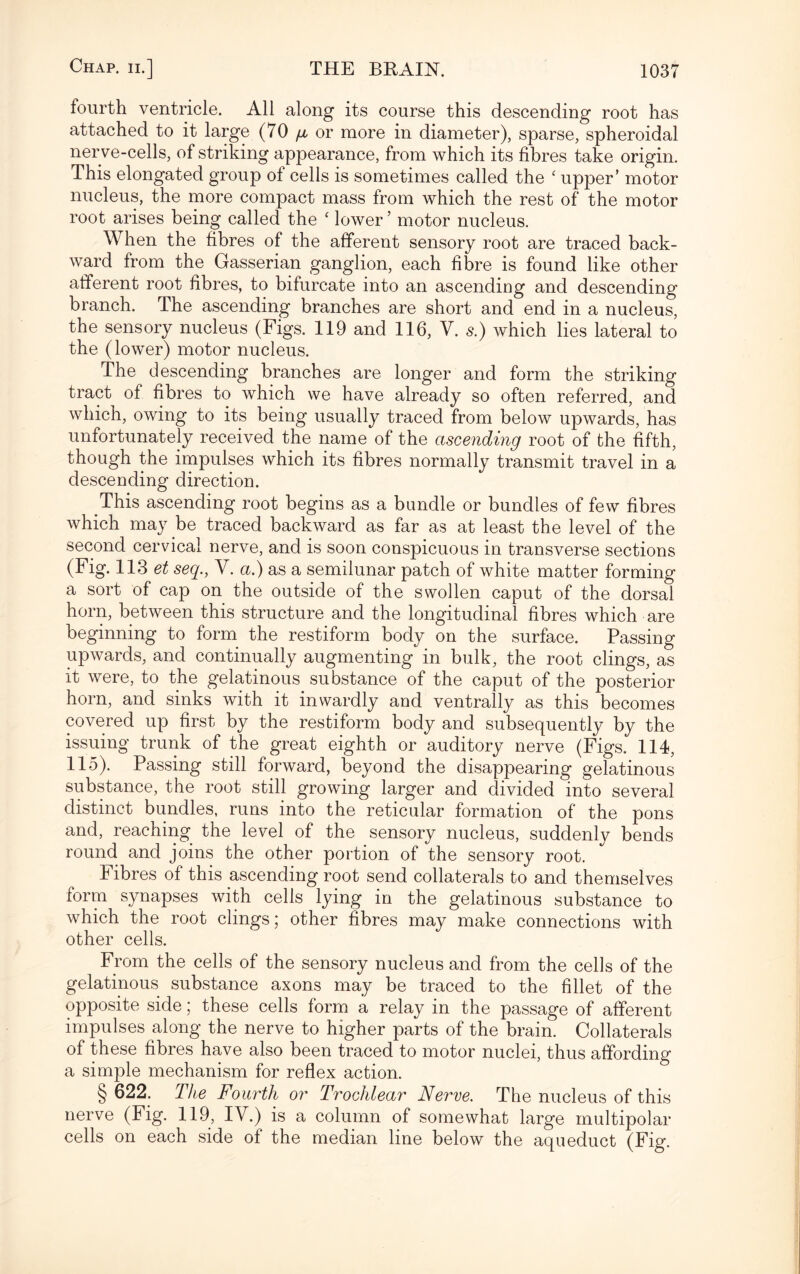 fourth ventricle. All along its course this descending root has attached to it large (70 g or more in diameter), sparse, spheroidal nerve-cells, of striking appearance, from which its fibres take origin. This elongated group of cells is sometimes called the c upper’ motor nucleus, the more compact mass from which the rest of the motor root arises being called the ‘ lower ’ motor nucleus. When the fibres of the afferent sensory root are traced back¬ ward from the Gasserian ganglion, each fibre is found like other afferent root fibres, to bifurcate into an ascending and descending branch. The ascending branches are short and end in a nucleus, the sensory nucleus (Figs. 119 and 116, V. s.) which lies lateral to the (lower) motor nucleus. The descending branches are longer and form the striking tract of fibres to which we have already so often referred, and which, owing to its being usually traced from below upwards, has unfortunately received the name of the ascending root of the fifth, though the impulses which its fibres normally transmit travel in a descending direction. This ascending root begins as a bundle or bundles of few fibres which may be traced backward as far as at least the level of the second cervical nerve, and is soon conspicuous in transverse sections (Fig. 113 et seq., Y. a.) as a semilunar patch of white matter forming a sort of cap on the outside of the swollen caput of the dorsal horn, between this structure and the longitudinal fibres which are beginning to form the restiform body on the surface. Passing upwards, and continually augmenting in bulk, the root clings, as it were, to the gelatinous substance of the caput of the posterior horn, and sinks with it inwardly and ventrally as this becomes covered up first by the restiform body and subsequently by the issuing trunk of the great eighth or auditory nerve (Figs. 114, 115). Passing still forward, beyond the disappearing gelatinous substance, the root still growing larger and divided into several distinct bundles, runs into the reticular formation of the pons and, reaching the level of the sensory nucleus, suddenly bends round and joins the other portion of the sensory root. Fibres of this ascending root send collaterals to and themselves form synapses with cells lying in the gelatinous substance to which the root clings; other fibres may make connections with other cells. From the cells of the sensory nucleus and from the cells of the gelatinous substance axons may be traced to the fillet of the opposite side; these cells form a relay in the passage of afferent impulses along the nerve to higher parts of the brain. Collaterals of these fibres have also been traced to motor nuclei, thus affording a simple mechanism for reflex action. § 622. The Fourth or Trochlear Nerve. The nucleus of this nerve (Fig. 119, IV.) is a column of somewhat large multipolar cells on each side of the median line below the aqueduct (Fig.
