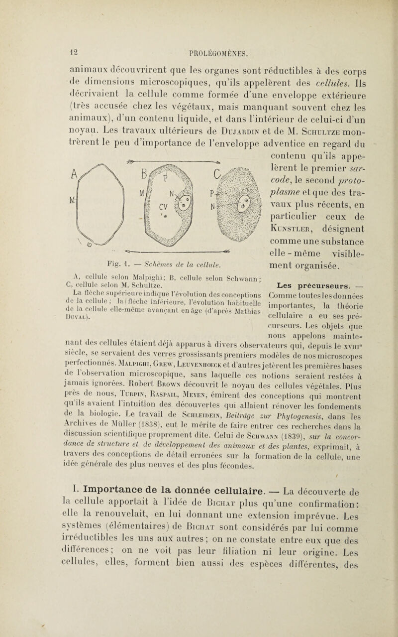 animaux découvrirent que les organes sont réductibles à des corps de dimensions microscopiques, qu’ils appelèrent des cellules. Ils décrivaient la cellule comme formée d'une enveloppe extérieure (très accusée chez les végétaux, mais manquant souvent chez les animaux), d un contenu liquide, et dans l'intérieur de celui-ci d’un noyau. Les travaux ultérieurs de Dujardin et de M. Schultze mon¬ trèrent le peu d importance de l’enveloppe adventice en regard du contenu qu’ils appe¬ lèrent le premier sar- cocle, le second proto¬ plasme et que des tra¬ vaux plus récents, en particulier ceux de Kunstler, désignent comme une substance elle - même visible¬ ment organisée. Les précurseurs. — Comme toutes les données importantes, la théorie cellulaire a eu ses pré¬ curseurs. Les objets que nous appelons mainte¬ nant des cellules étaient déjà apparus à divers observateurs qui, depuis le xvme siècle, se servaient des verres grossissants premiers modèles de nos microscopes pei fec tionnés. Malpighi, Grew, Leuvenhoeck et d’autres jetèrent les premières bases de 1 observation microscopique, sans laquelle ces notions seraient restées à jamais ignorées. Robert Brown découvrit le noyau des cellules végétales. Plus piès de nous, Iurpin, Raspail, Meyen, émirent des conceptions qui montrent qu iis avaient 1 intuition des découvertes qui allaient rénover les fondements de la biologie. Le travail de Schleidein, Beitrüge zur Phytogenesis, dans les Archives de Müller (1838), eut le mérite de faire entrer ces recherches dans la discussion scientifique proprement dite. Celui de Schwann (1839), sur la concor¬ dance de structure et de développement des animaux et des plantes, exprimait, à tiavers des conceptions de détail erronées sur la formation de la cellule, une idée générale des plus neuves et des plus fécondes. / I. Importance de la donnée cellulaire. — La découverte de la cellule apportait à 1 idée de Biciiat plus qu’une confirmation: elle la renouvelait, en lui donnant une extension imprévue. Les systèmes (élémentaires) de Biciiat sont considérés par lui comme iiîéductibles les uns aux autres; on ne constate entre eux que des différences, on ne voit pas leur filiation ni leur origine. Les cellules, elles, forment bien aussi des espèces différentes, des Fig. 1. — Schèmes de la cellule. A, cellule selon Malpighi; B, cellule selon Schwann; C, cellule selon M. Schultze. La flèche supérieure indique révolution des conceptions de la cellule; laIflèche inférieure, l’évolution habituelle de la cellule elle-même avançant ernâge (d’après Mathias Duval).
