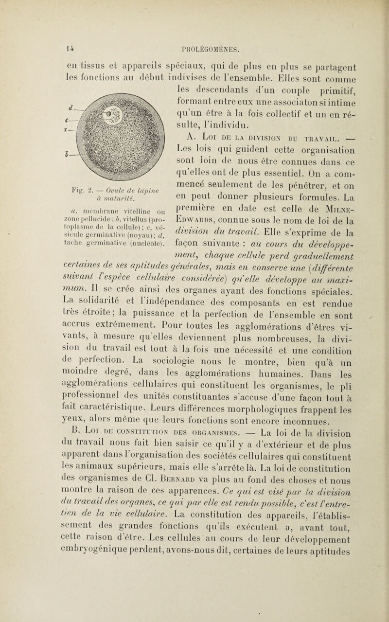 en tissus et appareils spéciaux, qui de plus en plus se partagent les fonctions au début indivises de l’ensemble. Elles sont comme les descendants d’un couple primitif, formant entre eux une associatonsi intime qu’un être à la fois collectif et un en ré¬ sulte, l’individu. A. Loi DE LA DIVISION DU TRAVAIL. •— Les lois qui guident cette organisation sont loin de nous être connues dans ce qu elles ont de plus essentiel. On a com¬ mencé seulement de les pénétrer, et on en peut donner plusieurs formules. La première en date est celle de Milne- Edwards, connue sous le nom de loi de la division du travail. Elle s’exprime de la laçon suivante : au cours du développe¬ ment, chaque cellule perd graduellement certaines de ses aptitudes générales, mais en conserve une (différente suivant l espèce cellulaire considérée) qu'elle développe au maxi¬ mum. Il se crée ainsi des organes ayant des fonctions spéciales. La solidarité et 1 indépendance des composants en est rendue très étroite; la puissance et la perfection de l’ensemble en sont accrus extrêmement. Pour toutes les agglomérations d’êtres vi¬ vants, à mesure qu elles deviennent plus nombreuses, la divi¬ sion du travail est tout à la fois une nécessité et une condition de perfection. La sociologie nous le montre, bien qu’à Fig. 2. — Ovule de lapine à maturité. a, membrane vitelline ou zone pellucide ; b, vitellus (pro¬ toplasme de la cellule) ; c, vé¬ sicule germinative (noyau); d, tache germinative (nucléole). , - -j_un moindre degré, dans les agglomérations humaines. Dans les agglomérations cellulaires qui constituent les organismes, le pli Professionnel des unités constituantes s’accuse d’une façon tout à tait caractéristique. Leurs différences morphologiques frappent les yeux, alors même que leurs fonctions sont encore inconnues. B. Loi de constitution des organismes. — La loi de la division du tra\ail nous fait bien saisir ce qu’il y a d’extérieur et de plus apparent dans 1 organisation des sociétés cellulaires qui constituent les animaux supérieurs, mais elle s’arrête là. La loi de constitution des organismes de Cl. Bernard va plus au fond des choses et nous montre la raison de ces apparences. Ce qui est visé par la division du travail des organes, ce qui par elle est rendu possible, c'est l'entre¬ tien de la me cellulaire. La constitution des appareils, l’établis¬ sement des grandes fonctions qu’ils exécutent a, avant tout, cette raison d être. Les cellules au cours de leur développement embr^ogénique perdent, avons-nous dit, certaines de leurs aptitudes