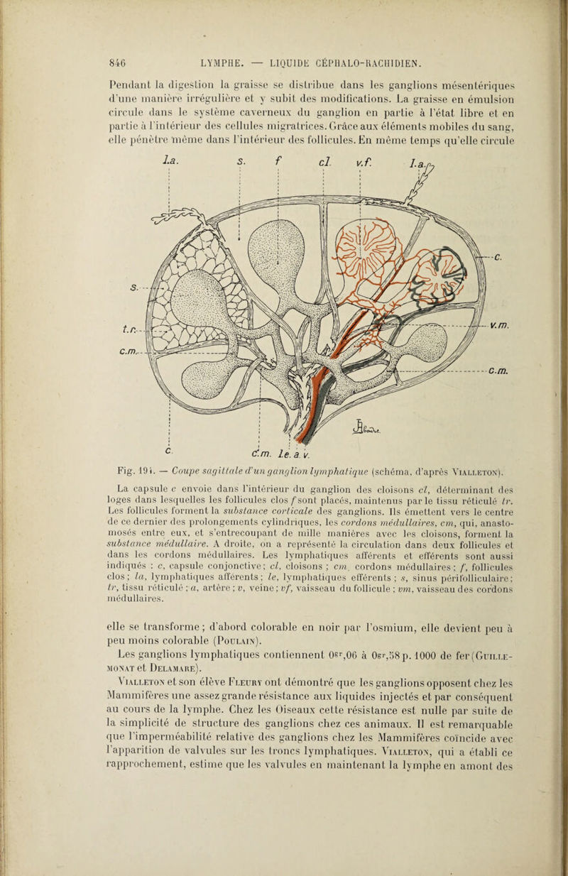 Pendant la digestion la graisse se distribue dans les ganglions mésentériques d'une manière irrégulière et y subit des modifications. La graisse en émulsion circule dans le système caverneux du ganglion en partie à l’état libre et en partie à l’intérieur des cellules migratrices. Grâce aux éléments mobiles du sang, elle pénètre même dans l’intérieur des follicules. En même temps qu’elle circule Fig. 191. — Coupe sagittale d'un ganglion lymphatique (schéma, d’après Yialletox). La capsule c envoie dans l'intérieur du ganglion des cloisons cl, déterminant des loges dans lesquelles les follicules clos /sont placés, maintenus parle tissu réticulé tr. Les follicules forment la substance corticale des ganglions. Ils émettent vers le centre de ce dernier des prolongements cylindriques, les cordons médullaires, cm, qui. anasto¬ mosés entre eux, et s’entrecoupant de mille manières avec les cloisons, forment la substance médullaire. A droite, on a représenté la circulation dans deux follicules et dans les cordons médullaires. Les lymphatiques afférents et efférents sont aussi indiqués : c, capsule conjonctive; cl, cloisons ; cm, cordons médullaires; /', follicules clos; la, lymphatiques afférents; le, lymphatiques efférents; s, sinus péri folliculaire ; tr, tissu réticulé ; a, artère ; v, veine; vf, vaisseau du follicule ; vm, vaisseau des cordons médullaires. elle se transforme ; d’abord colorable en noir par l’osmium, elle devient peu à peu moins colorable (Poulain). Les ganglions lymphatiques contiennent 0sr,06 à 0sr,58p. 1000 de fer(GuiLLE- monat et Delamare). Vïalleton et son élève Fleury ont démontré que les ganglions opposent chez les Mammifères une assez grande résistance aux liquides injectés et par conséquent au cours de la lymphe. Chez les Oiseaux cette résistance est nulle par suite de la simplicité de structure des ganglions chez ces animaux. Il est remarquable que l’imperméabilité relative des ganglions chez les Mammifères coïncide avec l’apparition de valvules sur les troncs lymphatiques. Yialletox, qui a établi ce rapprochement, estime que les valvules en maintenant la lymphe en amont des