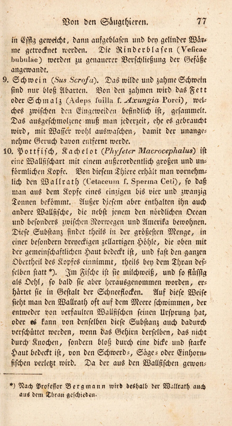 in @fflg getoeicht, bann aufgeblafen unb bet) gelinbec $Ö&r* me getrocfnet werben. 2)te ^Ktnberblafen (Veficae bubulae) toerben jtt genauerer 23erfd;ließung ber ©efaße angetoanbt. 9. @ch mein (Sus Scrofd). S)a3 roilbe unb jahme (Schwein ftnb nur bloß Abarten. £3on ben jahmen mich ba$ gett ober © cb m a 15 (Adeps fuilla f. Axungia Porci), n>el^ cheS ätoifchen ben (^ingetoeiben beftnblich tft, gefammelt, £)aS au£gefd)mo4cne muß man jeberjeit, ef)e e$ gebraucht wirb, mit Gaffer tool;l ausroafchen, bannt ber unange* nehme ©erud; baoon entfernt toerbe. 10, *}) 011 f t f ch, $ a cp e 101 (Phyfeter Macrocephalus) ift eine SBattfifchart mit einem außerorbentlich großen unb um förmlichen ftopfe. S3on biefem ijf;iere erhalt man oornehtm lieh ben ^Ballrath (Cetaceum f. Sperma Celi), fo baß man au$ bem $opfe eines einzigen bi3 oier unb jtranjig Sonnen befommt. Slußer biefem aber enthalten ihn auch anbere £öaüftfd;e, bte nebft jenem ben norblid;en Ocean unb befottberS jmifchen Norwegen unb Slmerifa beroohnen. SMefe ©ubftanj ftnbet tf)eil$ in ber großeften ^enge, in einer befonbern brepeefigen jedartigen $b1)k, bie oben mit ber gemeinfchaftlicpen |)aut bebccft ift, unb faft ben ganzen Oberthdl be$ ^opfeS einnimmt, theils bet; bem Sf)ran befc felben ftatt*). 3m SWx ift ftc milchweiß, unb fo flttfßg als £)ehl/ fo balb fte aber herauSgenommen worben, er* härtet fte in ©eftalt ber (Scpneeflocfen. Stuf biefe SBeife fieht man ben £Badrath oft auf bem 3J?eere fchwimmen, ber enttoeber oon oerfaulten £Badftfcf)en feinen Urfprung l)at, ober tä fann oon benfelben biefe ©ubftanj auch babttreh oerfd;uttet werben, wenn ba$ ©ehirn berfelben, baS nicht burdr Änochen, fonbern bloß burch eine biefe unb ftaife «£>aut bebeeft ift, oon ben ©d;werb*, (Sage* ober Einhorn* ftfepen oerlegt wirb. S)a ber au3 ben £öadftfd)eit gewon* *) ^ad) $rofeffor erg mann wirb bemalt ber Söaltratb aticfe au$ bem Sfcforan gcfchteben-