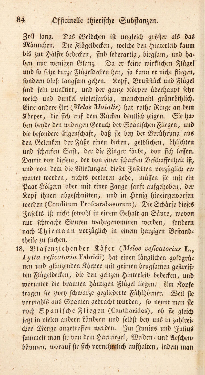 ' \ goll lang« T)Ci$ 3Betbd;en (ft ungleich großer M bag Sftdnnchen. 3)te glügelbecfen, welche ben Hinterleib faum bi$ jur Hdifte bebeefen, ft'nb leberartig, biegfam, unb l)a> ben nur wenigen ©lan$« £>a er feine wtrfltchcn glügel unb fo feJ)r fuqe glügelbecfen hat, fo fann er nicht fliegen, fonbern bloß langfam gehen« Stopf, SSruftftücf unb glügel finb fein punftirt, unb ber ganje .forper überhaupt fehr Weid; unb bunfel oioletfarbig, manchmahl grünrothltch. ($ine anbere 5lrt (Meloe Maialis) hat rothe CKinge an bera Körper, bie fleh auf bem Ovücfen beutltch geigen« @ie hö- ben bepbe ben wibrigen ©erud; ber ©panifd;engliegen, unb bie befonbere @igenfchaft, baß fie bet> ber Berührung au$ ben ©elenfen ber güße einen biefen, gelblichen, 6l;lid;ten unb fcharfeit (Saft, ber bie ginger färbt, oon fleh laffen. 2)amtt oon biefem, ber oon einer fcharfen 23efcbaffenf)dt (ft, unb oon bem bie SEBirfungeni biefer 3nfeften oor^üglich er* wartet werben, nichts verloren gehe, muffen fie mit ein *J3aar Holjcrn ober mit einer gange fanft aufgehoben, ber $opf ihnen abgefchnitten, unb in Honig hineingeworfen werben (Condiium Profcarabaeorum), ;Die©charfe biefeS 3nfeft3 ift nicht fowol;l in einem ©e!)alt an ©dure, wovon nur fchwache ©puren wahrgenommen werben, fonbern 'nach Shiemann oor^üglich in einem ^at^igen Sßeftanb* theile ju fuchem 18* Olafen ziehen ber $dfer (Meloe veficcitorius L., Lytia veßcatoria Fabricii) I;at einen länglichen golbgrü^ nen ünb gldnjenben Körper mit grünen beugfamen geftreifc ten glügelbecfen, bie ben ganzen Hinterleib bebeefen, unb worunter bie braunen heutigen glügel liegen« 2lm <topfe tragen fie $wep fchwarje gegliederte gühlhorner« ©eil fie oormah^ au$ ©panien gebracht würben, fo nennt man jte noch ©panifchc g liegen (Cantharides), ob fie gleich jetjt in vielen anbern Sdnbern unb felbft bep um> in gahlrei* eher Stenge angetroffen werben« 3nt 3uniu$ unb 3ultu$ fammelt man fic von bem Hartriegel, SBeiben^ unb Slefchem bdumen, worauf fie (ich Vornehmlich aufhalten, inbem man