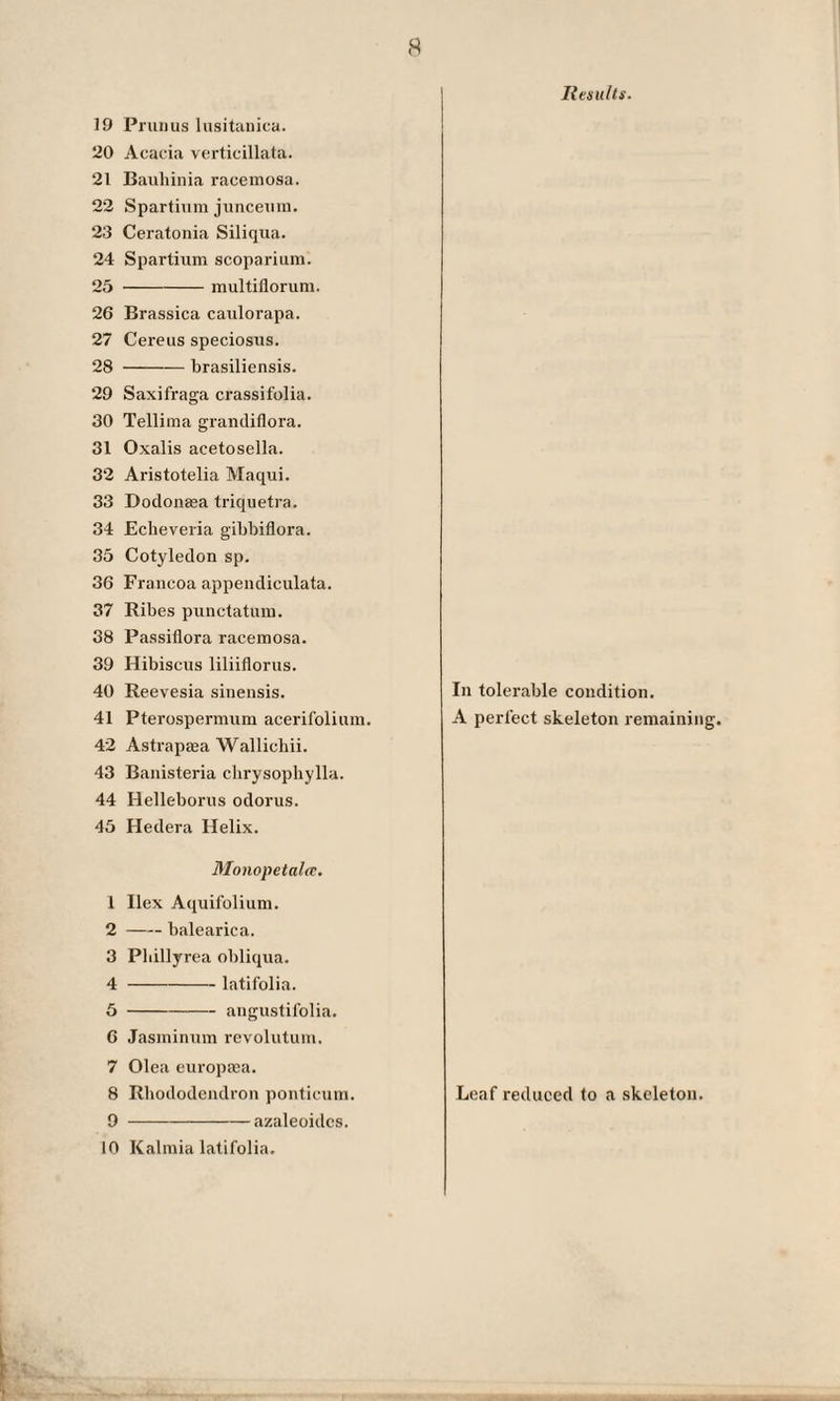 19 Prunus lusitanica. 20 Acacia verticillata. 21 Bauhinia racemosa. 22 Spartium junceum. 23 Ceratonia Siliqua. 24 Spartium scoparium. 25 -multifloruni. 26 Brassica caulorapa. 27 Cereus speciosus. 28 -brasiliensis. 29 Saxifraga crassifolia. 30 Tellima grandiflora. 31 Oxalis acetosella. 32 Aristotelia Maqui. 33 Dodonasa triquetra. 34 Echeveria gibbiflora. 35 Cotyledon sp. 36 Francoa appendiculata. 37 Ribes punctatum. 38 Passiflora racemosa. 39 Hibiscus liliiflorus. 40 Reevesia sinensis. 41 Pterospermum acerifolium. 42 Astraptea Wallicliii. 43 Banisteria clirysophylla. 44 Helleborus odorus. 45 Hedera Helix. Monopetalce. 1 Ilex Aquifolium. 2 -balearica. 3 Phillyrea obliqua. 4 -latifolia. 5 -angustifolia. 6 Jasminum revolutum. 7 Olea europaea. 8 Rhododendron ponticum. 9 -azaleoidcs. 10 Kalmia latifolia. Results. In tolerable condition. A perfect skeleton remaining. Leaf reduced to a skeleton.