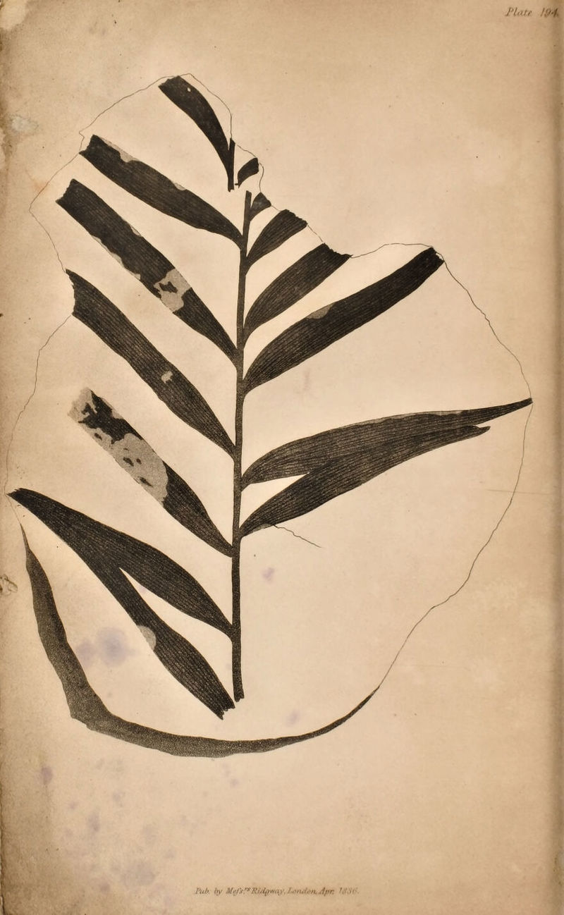 Pub. by Me/srs Rid# way. landt>n. Apr: Mate 194