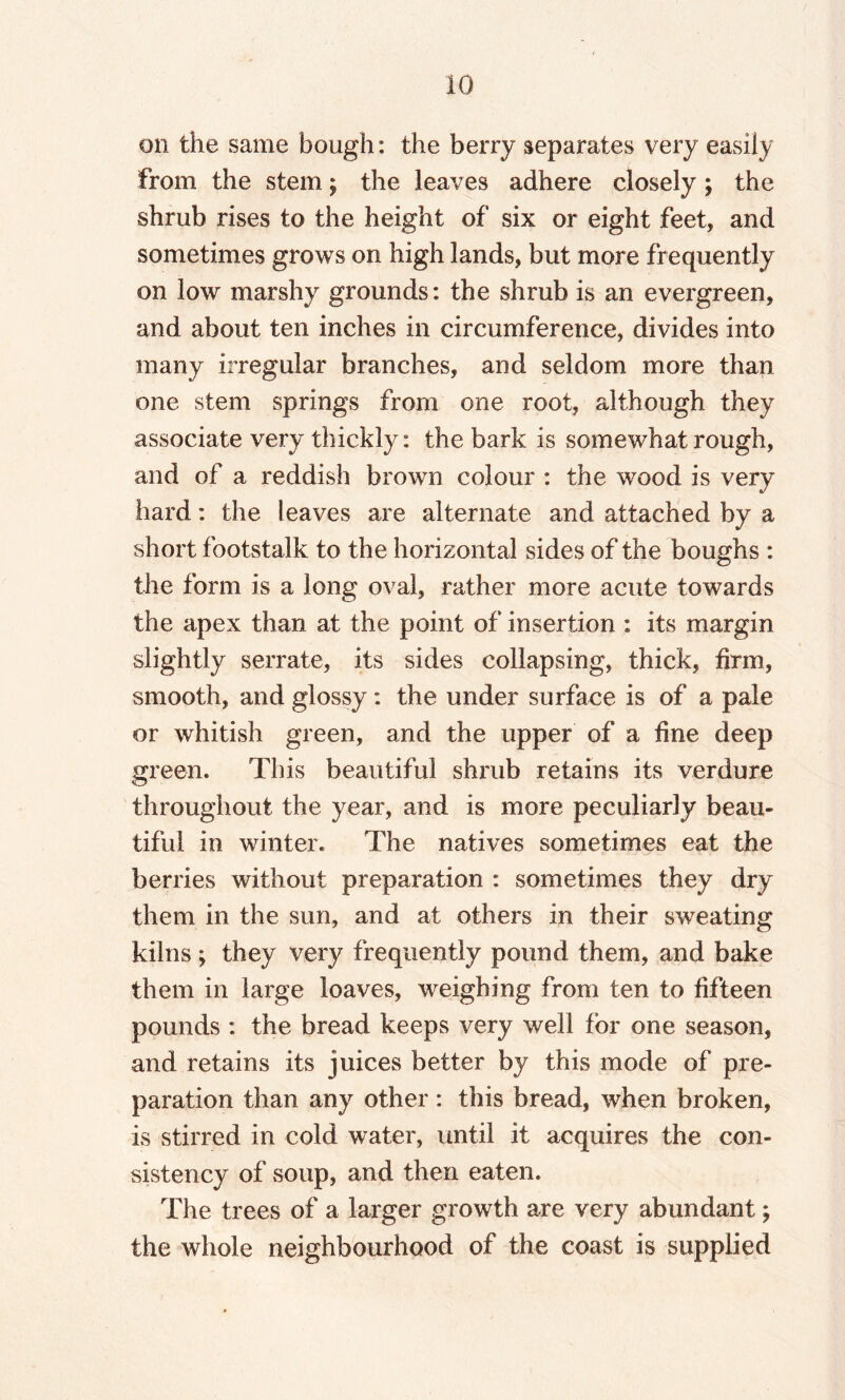 on the same bough: the berry separates very easily From the stem; the leaves adhere closely; the shrub rises to the height of six or eight feet, and sometimes grows on high lands, but more frequently on low marshy grounds: the shrub is an evergreen, and about ten inches in circumference, divides into many irregular branches, and seldom more than one stem springs from one root, although they associate very thickly: the bark is somewhat rough, and of a reddish brown colour : the wood is very hard: the leaves are alternate and attached by a short footstalk to the horizontal sides of the boughs : the form is a long oval, rather more acute towards the apex than at the point of insertion : its margin slightly serrate, its sides collapsing, thick, firm, smooth, and glossy: the under surface is of a pale or whitish green, and the upper of a fine deep green. This beautiful shrub retains its verdure throughout the year, and is more peculiarly beau¬ tiful in winter. The natives sometimes eat the berries without preparation : sometimes they dry them in the sun, and at others in their sweating kilns ; they very frequently pound them, and bake them in large loaves, weighing from ten to fifteen pounds : the bread keeps very well for one season, and retains its juices better by this mode of pre¬ paration than any other: this bread, when broken, is stirred in cold water, until it acquires the con¬ sistency of soup, and then eaten. The trees of a larger growth are very abundant; the whole neighbourhood of the coast is supplied