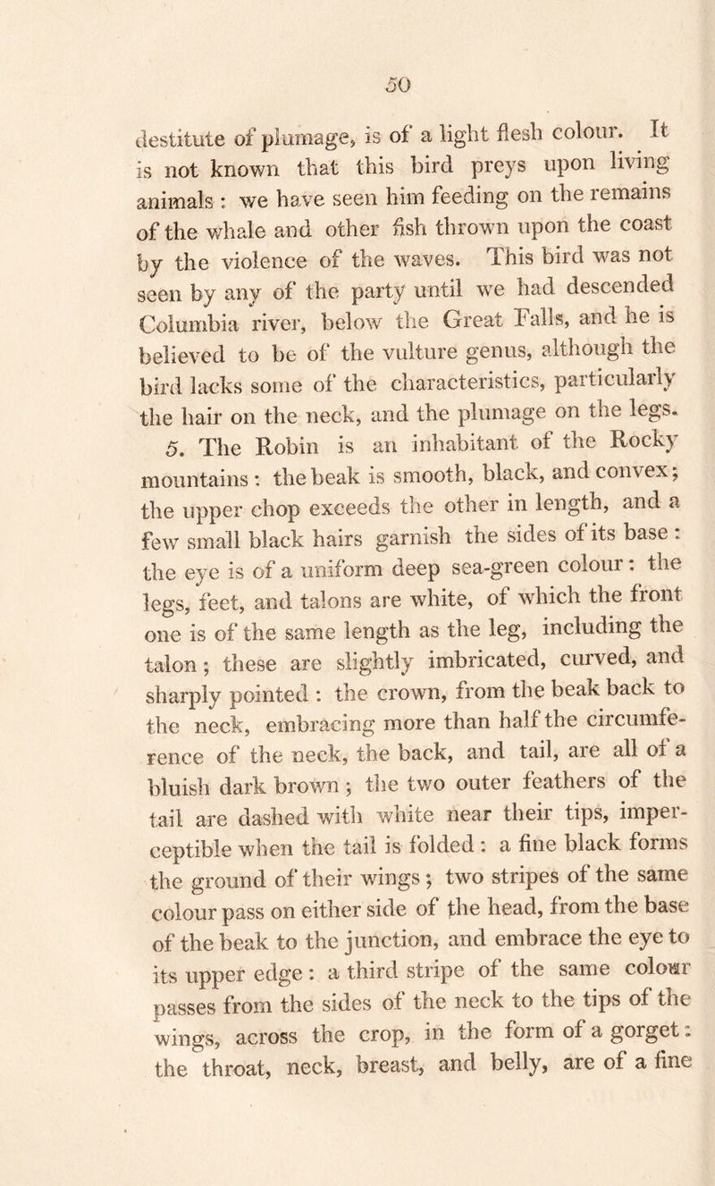 30 destitute of plumage* is of a light flesh colour. It is not known that this bird preys upon living animals : we have seen him feeding on the remains of the whale and other fish thrown upon the coast by the violence of the waves. This bird was not seen by any of the party until we had descended Columbia river, below the Great Falls, and he is believed to be of the vulture genus, although the bird lacks some of the characteristics, particulaily the hair on the neck, and the plumage on the legs. 5. The Robin is an inhabitant of the Rocky mountains: the beak is smooth, black, and convex; the upper chop exceeds the other in length, and a few small black hairs garnish the sides of its base * the eye is of a uniform deep sea-green colour . the legs, feet, and talons are white, of which the front one is of the same length as the leg, including the talon; these are slightly imbricated, curved, and sharply pointed : the crown, from the beak back to the neck, embracing more than half the circumfe¬ rence of the neck, the back, and tail, aie all of a bluish dark brown ; the two outer feathers of the tail are dashed with white near their tips, imper¬ ceptible when the tail is folded: a fine black forms the ground of their wings ; two stripes of the same colour pass on either side of the head, from the base of the beak to the junction, and embrace the eye to its upper edge : a third stripe of the same colour passes from the sides of the neck to the tips of the wings, across the crop, in the form of a gorget: the throat, neck, breast, and belly, are of a fine