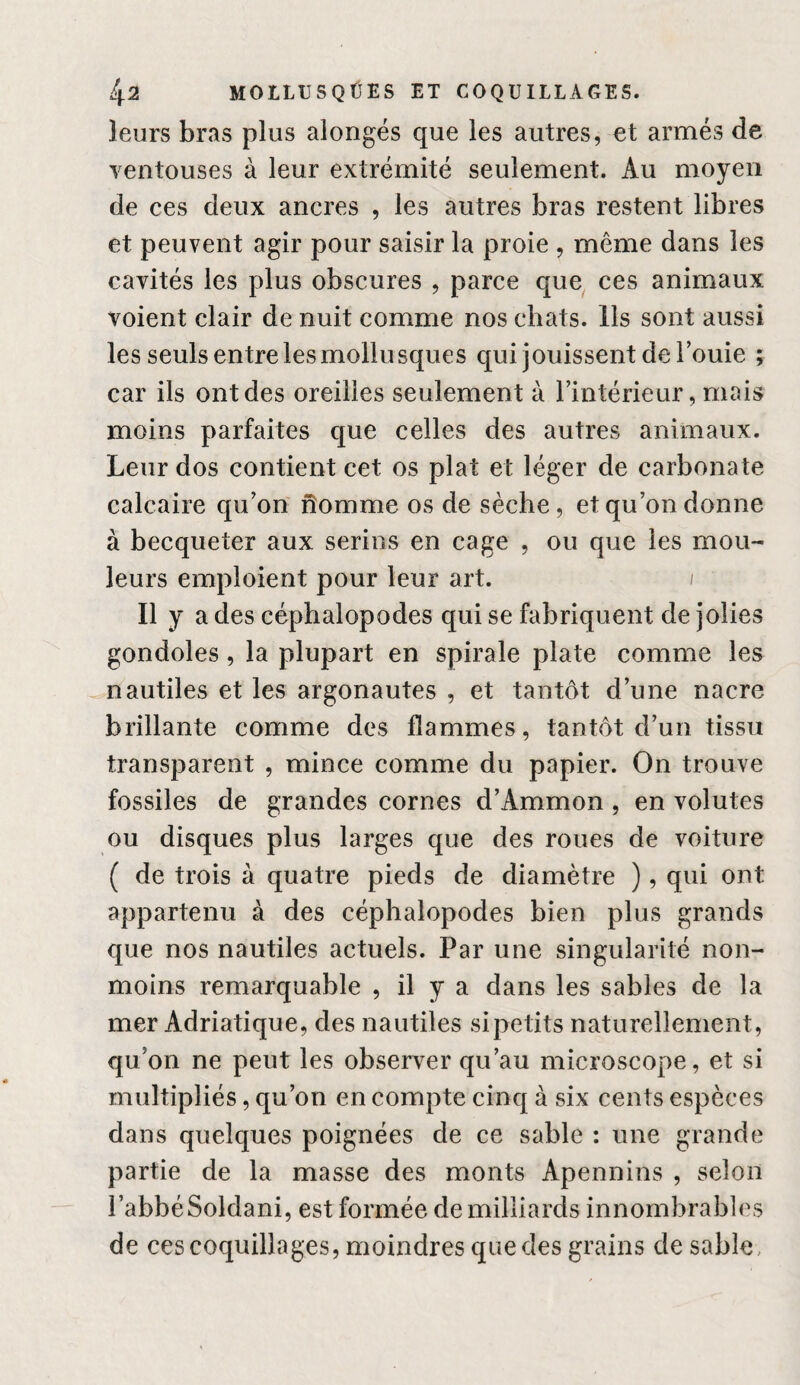 leurs bras plus alongés que les autres, et armés de ventouses à leur extrémité seulement. Au moyen de ces deux ancres , les autres bras restent libres et peuvent agir pour saisir la proie , même dans les cavités les plus obscures , parce que ces animaux voient clair de nuit comme nos chats. Ils sont aussi les seuls entrelesmollusques qui jouissent de Touie ; car ils ont des oreilles seulement à l’intérieur, mais moins parfaites que celles des autres animaux. Leur dos contient cet os plat et léger de carbonate calcaire qu’on nomme os de sèche, et qu’on donne à becqueter aux serins en cage , ou que les mou¬ leurs emploient pour leur art. / Il y a des céphalopodes qui se fabriquent de jolies gondoles, la plupart en spirale plate comme les nautiles et les argonautes , et tantôt d’une nacre brillante comme des flammes, tantôt d’un tissu transparent , mince comme du papier. On trouve fossiles de grandes cornes d’Ammon , en volutes ou disques plus larges que des roues de voiture ( de trois à quatre pieds de diamètre ), qui ont appartenu à des céphalopodes bien plus grands que nos nautiles actuels. Par une singularité non- moins remarquable , il y a dans les sables de la mer Adriatique, des nautiles si petits naturellement, qu’on ne peut les observer qu’au microscope, et si multipliés, qu’on en compte cinq à six cents espèces dans quelques poignées de ce sable : une grande partie de la masse des monts Apennins , selon l’abbéSoldani, est formée de milliards innombrables de ces coquillages, moindres que des grains de sable,