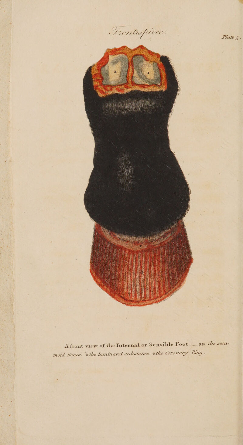 Plate § A front view of the Internal or Sensible Foot. aa the scsa- moid Bones, vthe laminated substance, ethe Corenary hing .