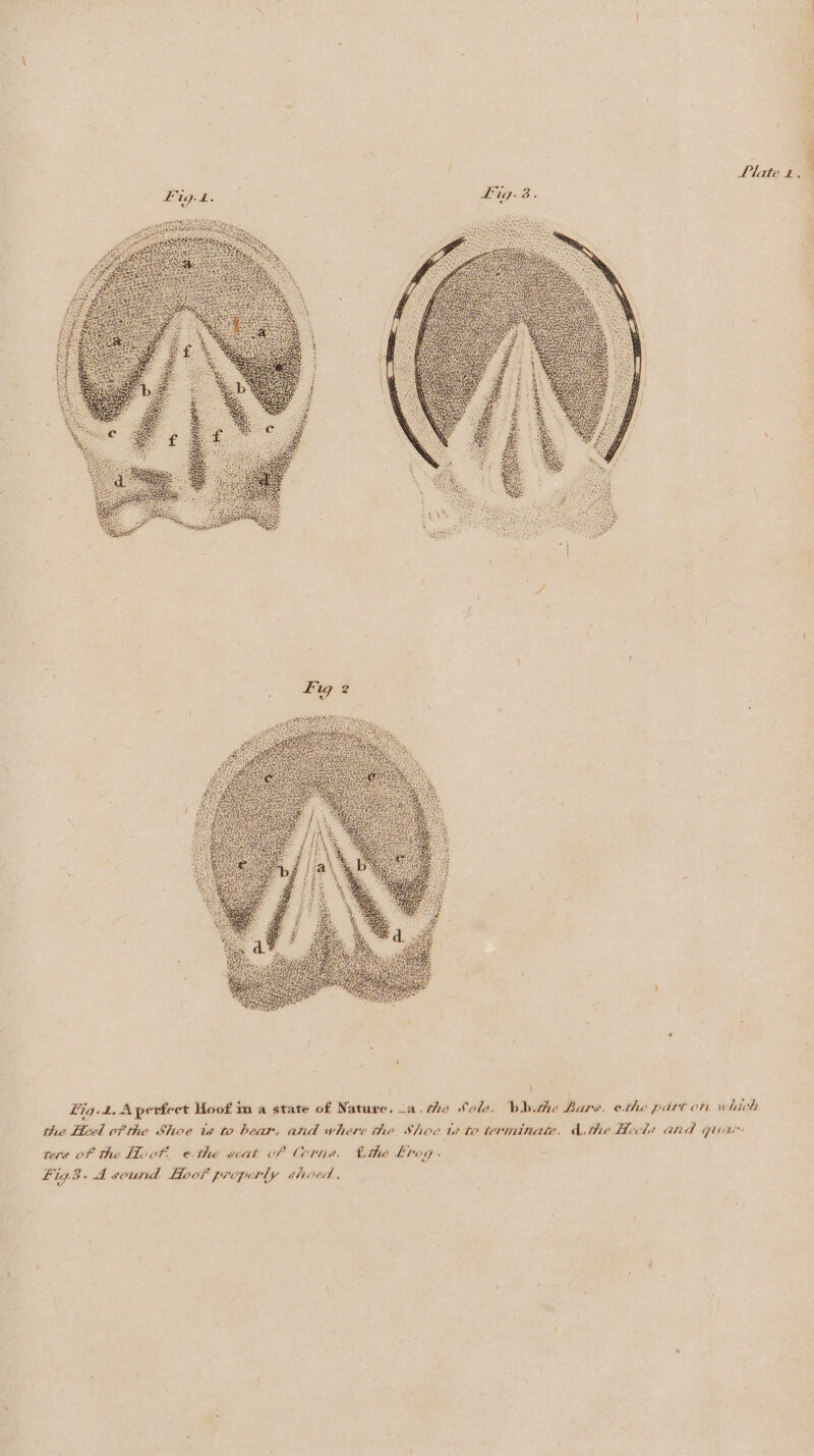 the Heel cf the Shoe is to bear, and where the Shoe ts to terminate, d.the Heels and quar ters of the Hoot, e.the scat of Corns, the Lrag - Fig3. A sound Hoof properly shoed,
