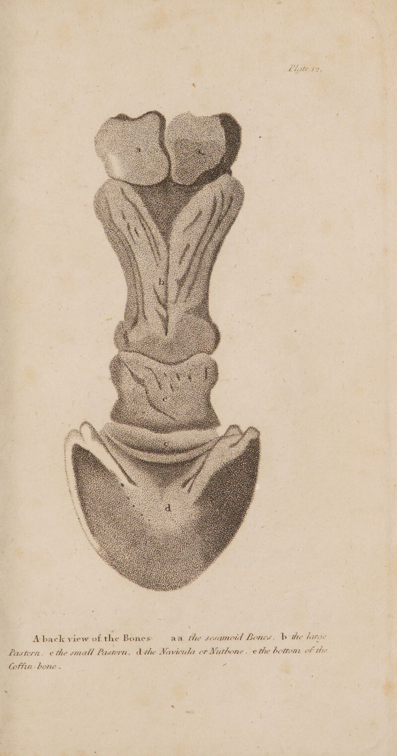 Lite 72. stile! A back view of the Bones aa the sesamoid Bones, b the larac Rastern, ethe small astern, Athe Navicula cr Nuthone, e the bettom of the Coffin- bone . Sa