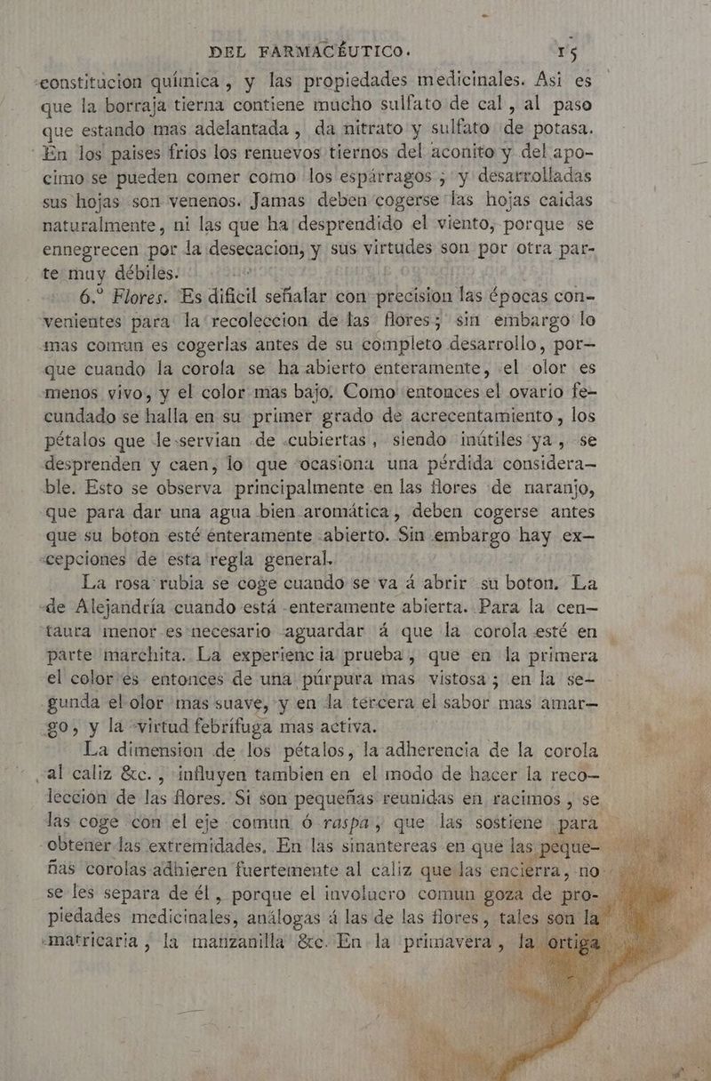 eonstitucion química , y las propiedades medicinales. Asi es que la borraja tierna contiene mucho sulfato de cal , al paso que estando mas adelantada , da nitrato y sulfato de potasa. En los paises frios los renuevos tiernos del aconito y del apo- cimo se pueden comer como los espárragos ; y desarrolladas sus hojas son venenos. Jamas deben cogerse las hojas caidas naturalmente, ni las que ha desprendido el viento, porque se ennegrecen por la desecación, y sus virtudes son por otra par- te muy débiles. 6.” Flores. Es dificil señalar con erbcnion las épocas con- venientes para la'recoleccion de las flores; sin embargo lo mas comun es cogerlas antes de su completo desarrollo, por= que cuando la corola se ha abierto enteramente, -el olor es menos vivo, y el color mas bajo. Como entonces el ovario fe- cundado se halla en su primer grado de acrecentamiento, los pétalos que le.servian .de «cubiertas, siendo inútiles ya, se desprenden y caen, lo que “ocasiona una pérdida considera— ble. Esto se observa principalmente en las flores de naranjo, que para dar una agua bien aromática, deben cogerse antes que su boton esté enteramente abierto. Sin embargo hay ex— «cepciones de esta regla general. La rosa: rubia se coge cuaudo se va á abrir su boton. La «de Alejandría cuando está -enteramente abierta. Para la cen— taura ¡menor es necesario aguardar á que la corola esté en parte marchita. La experienc | la prueba, que en la primera el color es entonces de una púrpura mas vistosa; en la se- gunda el olor mas suave, y en la tercera el sabor mas amar— go, y la virtud febrifuga mas activa. La dimension de los pétalos, la adherencia de la corola al caliz &ce. , influyen tambien en el modo de hacer la reco- leccion de las flores. Si son pequeñas reunidas en racimos , se. las coge con el eje comun 6 raspa, que las sostiene para -obtener las extremidades. En las sinañtereas en que las peque- e ñas corolas adhieren fuertemente al caliz que las enc cierra, 10: se les separa de él ae el involucro comun goza de pro- -matricaria , la manzanilla &e. En la PATES la