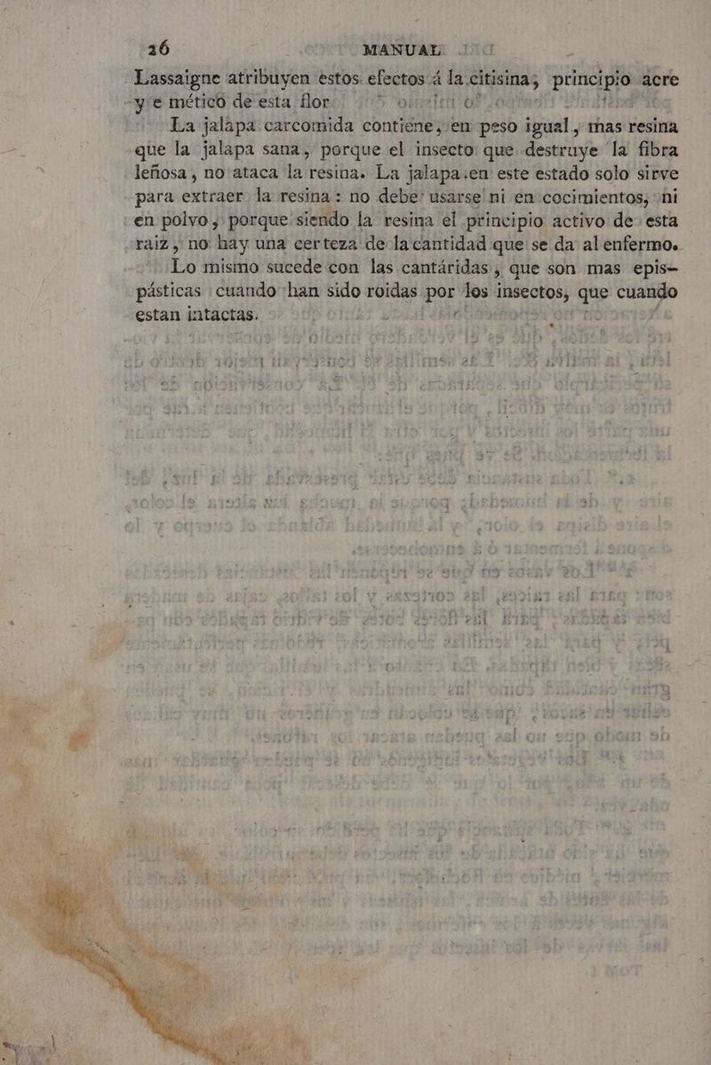 Lassaigne atribuyen estos efectos:á la. Sas LN ur acre y e mético de esta flor. > DES 0720 | La jalapa carcomida contiene, en peso igual, mas resina que la jalapa sana, porque el insecto: que destruye ‘la fibra leñosa , no ataca la resina. La jalapa:en este estado solo sirve para extraer la resina: no debe' usarse ni en:cocimientos, ‘ni en polvo, porque siendo la resina el principio activo de- esta Lo mismo sucede con las cantáridas , que son mas epis- pásticas cuando ‘han sido roidas por los insectos, que cuando estan intactas. fr '