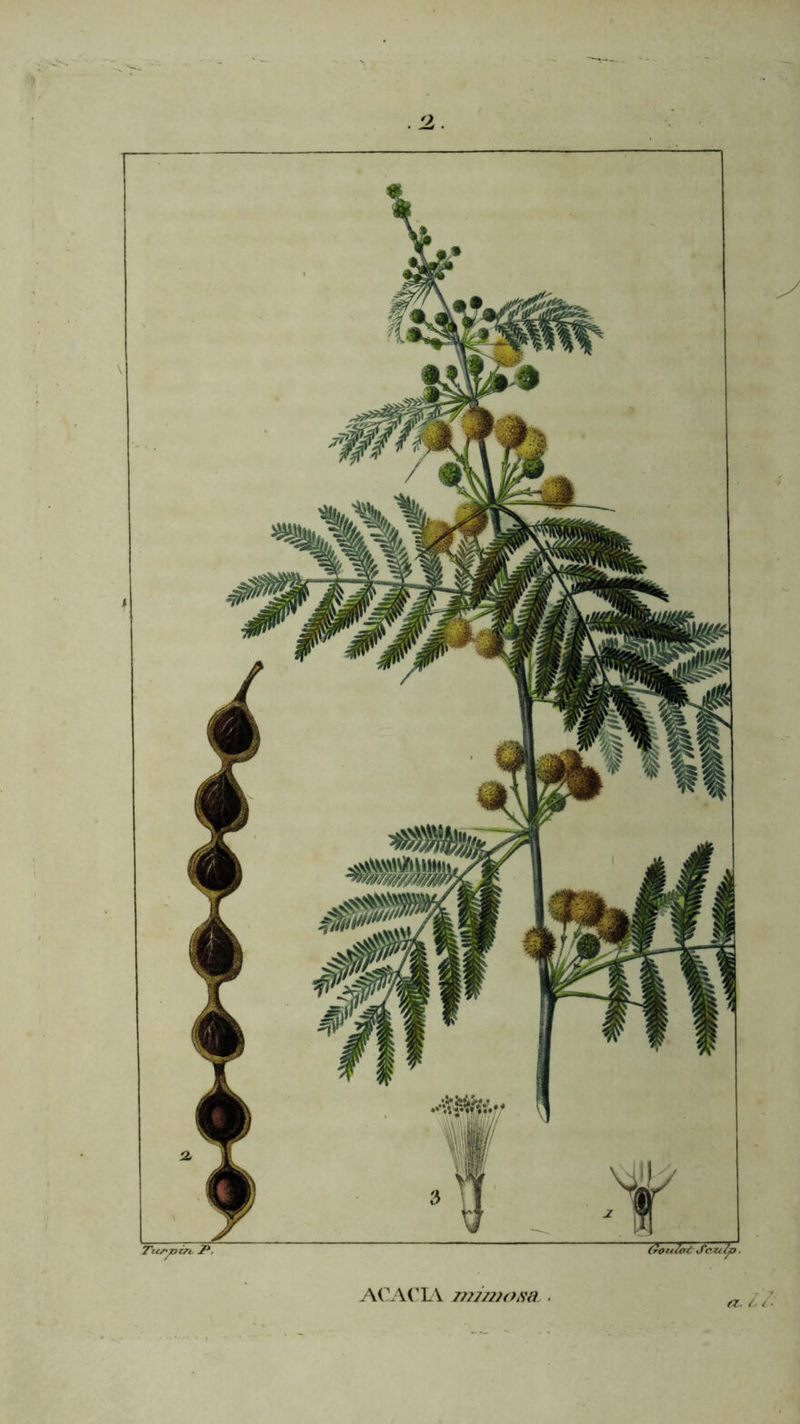 ACACIA mimosa . a. /•
