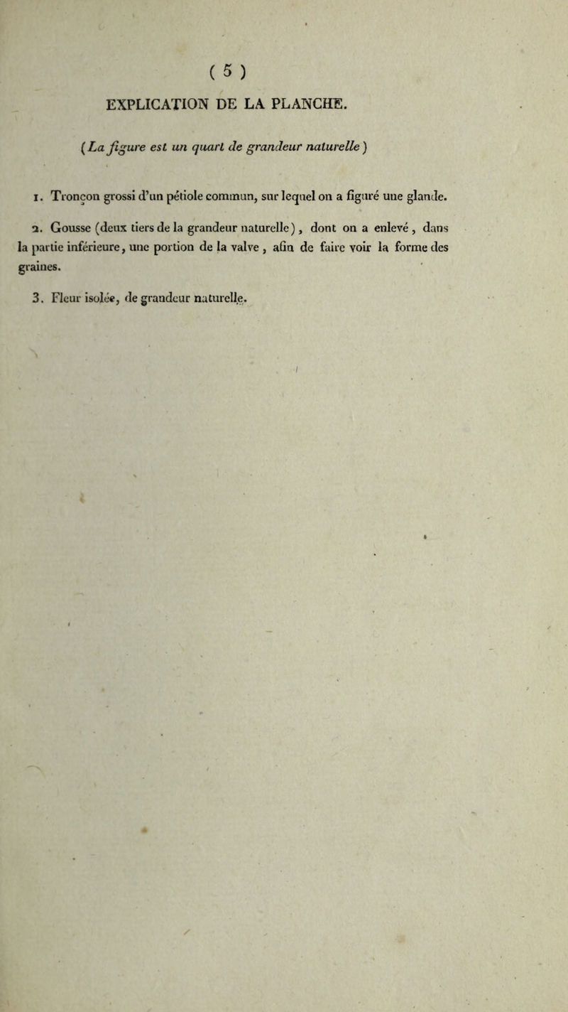EXPLICATION DE LA PLANCHE. {La figure est un quart de grandeur naturelle) I. Tronçon grossi d’un pétiole commun, sur lequel on a figuré une glande. a. Gousse (deux tiers de la grandeur naturelle), dont on a enlevé , dans la partie inférieure, une portion de la valve , afin de faire voir la forme des graines. 3. Fleur isolée, de grandeur naturelle.