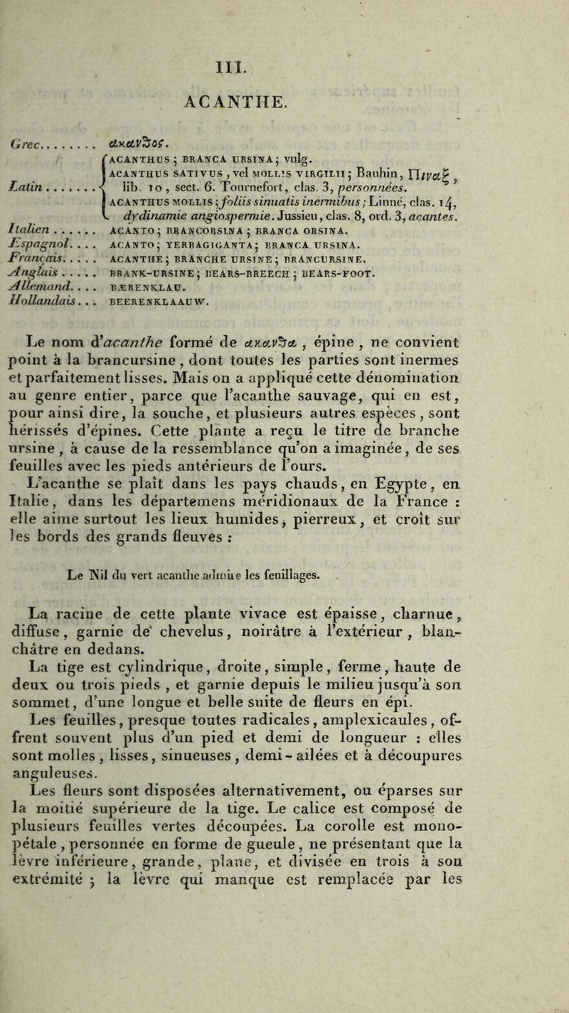 III. ACANTHE. Grec €ly.ctV%0Ç. 1ACANTHUS i BRÀNCA URSINAj Vlllg. acanthus sativus , vel mollîs virgilii; Bauhin, TJ/ya? lib. to , sect. 6. Tournefort, clas. 3, personnées. acanthus mollis ^foliis sinuatis inennibus ; Linné, clas. izj, dydinamie angiospermie. Jussieu, clas. 8, ord. 3,acantes. Italien acanto; rrancorsinA} branca orsina. Espagnol. . . . ACANTOj yerbagiganta; branca ursina. Français acanthe ; branche ursine; rrancursine. Anglais brank-ursine; bears-breech ; bears-foot. Allemand. . . . bærenklau. Hollandais... beerenklaauw. Le nom d'acanthe formé de etKetv^et , épine , ne convient point à la brancursine, dont toutes les parties sont inermes et parfaitement lisses. Mais on a appliqué cette dénomination au genre entier, parce que l’acanthe sauvage, qui en est, pour ainsi dire, la souche, et plusieurs autres espèces , sont hérissés d’épines. Cette plante a reçu le titre de branche ursine , à cause de la ressemblance qu’on a imaginée, de ses feuilles avec les pieds antérieurs de l’ours. I/acanthe se plaît dans les pays chauds, en Egypte, en Italie, dans les départemens méridionaux de la France : elle aime surtout les lieux humides * pierreux, et croît sur les bords des grands fleuves : Le INil du vert acanthe admire les feuillages. La racine de cette plante vivace est épaisse, charnue, diffuse, garnie de chevelus, noirâtre à l’extérieur , hlaa- châtre en dedans. La tige est cylindrique, droite, simple, ferme, haute de deux ou trois pieds , et garnie depuis le milieu jusqu’à son sommet, d’une longue et belle suite de fleurs en épi. Les feuilles, presque toutes radicales, amplexicaules, of- frent souvent plus d’un pied et demi de longueur : elles sont molles , lisses, sinueuses , demi - ailées et à découpures anguleuses. Les fleurs sont disposées alternativement, ou éparses sur la moitié supérieure de la tige. Le calice est composé de plusieurs feuilles vertes découpées. La corolle est mono- pétale , personnée en forme de gueule, ne présentant que la lèvre inférieure, grande, plane, et divisée en trois à son extrémité j la lèvre qui manque est remplacée par les