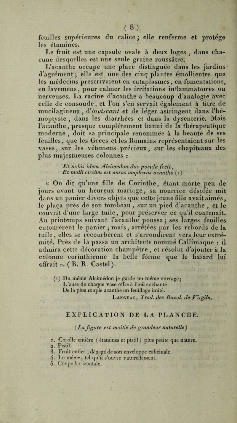 (8) feuilles supérieures du calice ; elle renferme et protège les étamines. Le fruit est une capsule ovale à deux loges , dans cha- cune desquelles est une seule graine roussâtre. L’acanthe occupe une place distinguée dans les jardins d’agrément; elle est une des cinq plantes émollientes que les médecins prescrivaient en cataplasmes, en fomentations, en lavemens, pour calmer les irritations inflammatoires ou nerveuses. La racine d’acanthe a beaucoup d’analogie avec celle de consoude, et l’on s’en servait également à titre de mucilagineux, d'inviscant et de léger astringent dans l'hé- moptysie , dans les diarrhées et dans la dysenterie. Mais l’acanthe, presque complètement banni de la thérapeutique moderne , doit sa principale renommée à la beauté de ses feuilles, que les Grecs et les Romains représentaient sur les vases, sur les vêtemens précieux, sur les chapiteaux des plus majestueuses colonnes : Et nobis idem Alcimedon duo pocula fedl, Et molli circùm est ansas amplexus acantho (i). u On dit qu’une fille de Corinthe, étant morte peu de jours avant un heureux mariage, sa nourrice désolée mit dans un panier divers objets que cette jeune fille avait aimés, le plaça près de son tombeau, sur un pied d’acanthe , et le couvrit d’une large tuile, pour préserver ce qu’il contenait. Au printemps suivant l’acanthe poussa; ses larges feuilles entourèrent le panier; mais, arretées par les rebords de la tuile, elles se recourbèrent et s’arrondirent vers leur extré- mité. Près de là passa un architecte nommé Callimaque : il admira cette décoration champêtre , et résolut d’ajouter à la colonne corinthienne la belle forme que le hasard lui offrait ». ( R. R. Castel). (i) Du même Alcimedon je garde un meme ouvrage; L’anse de chaque vase offre à l’œil enchanté De la plus souple acanthe un feuillage imité. Langeac, Trad. des Bucol. de E'irgile. EXPLICATION DE LA PLANCHE. ( Lajigure est moitié de grandeur naturelle ) i. Corolle entière ( étamines et pistil ) plus petite que nature. a. Pistil. 3. Fruit entier , dégagé de son enveloppe calicinale. 4- Le même, tel qu’il s’ouvre naturellement. 5, Coupe horizontale.