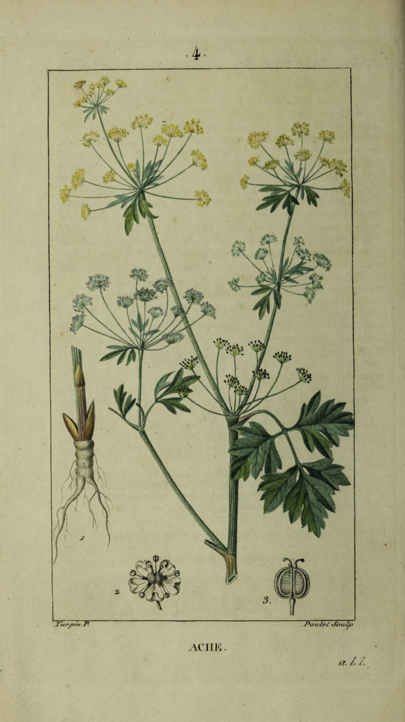 J'itrfyrn P. Pou/et ifotojjp -ACI1K. a. / Z.