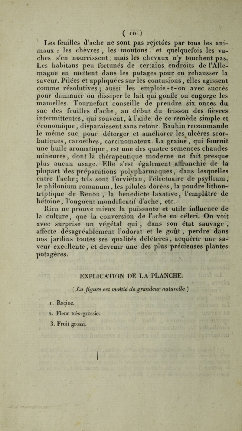 ( ÏO ) Les feuilles d’ache ne sont pas rejetées par tous les ani- maux : les chèvres , les moutons et quelquefois les va- ches s’en nourrissent ; mais les chevaux ny touchent pas. Les habitans peu fortunés de certains endroits de l’Alle- magne en mettent dans les potages pour en rehausser la saveur. Pilées et appliquées sur les contusions, elles agissent comme résolutives* aussi les emploie-t-on avec succès pour diminuer ou dissiper le lait qui gonfle ou engorge les mamelles. Tournefort conseille de prendre six onces du suc des feuilles d’ache, au début du frisson des fièvres intermittentes, qui souvent, à l’aide de ce remède simple et économique, disparaissent sans retour Bauhin recommande le même suc pour déterger et améliorer les ulcères scor- butiques, cacoèthes, carcinomateux. La graine, qui fournit une huile aromatique, est une des quatre semences chaudes mineures, dont la thérapeutique moderne ne fait presque plus aucun usage. Elle s’est également affranchie de la plupart des préparations polypharmaques, dans lesquelles entre l’achej tels sont l’orviétan, l’électuaire de psyllium, le philonium romanum , les pilules dorées, la poudre lithon- triptique de Renou , la benedicte laxative, l’emplâtre de bétoine, l’onguent mondificatif d’ache, etc. Rien ne prouve mieux la puissante et utile influence de la culture, que la conversion de Bâche en céleri. On voit avec surprise un végétal qui , dans son état sauvage , affecte désagréablement l’odorat et le goût , perdre dans nos jardins toutes ses qualités délétères, acquérir une sa- veur excellente, et devenir une des plus précieuses plantes potagères. EXPLICATION DE LA PLANCHE. ( La figure est moitié de grandeur naturelle ) 1. Racine. 2. Flcnr très-grossie.