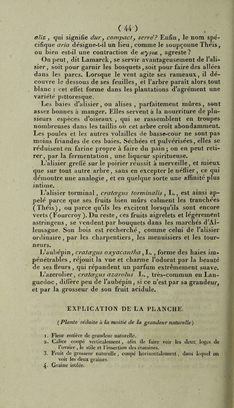( 44 ) aliz, qui signifie dur, compact, serré? Enfin, le nom spé- cifique aria désigne-t-il un lieu, comme le soupçonne Théis, ou bien est-il une contraction de etyptct , agreste? On peut, dit Lamarck, se servir avantageusement de l’ali- sier, soit pour garnir les bosquets, soit pour faire des allées dans les parcs. Lorsque le vent agite ses rameaux, il dé- couvre le dessous de ses feuilles, et l’arbre paraît alors tout blanc : cet effet forme dans les plantations d’agrément une variété pittoresque. Les baies d’alisier, ou alises , parfaitement mûres, sont assez bonnes à manger. Elles servent à la nourriture de plu- sieurs esj)èces d’oiseaux , qui se rassemblent en troupes nombreuses dans les taillis où cet arbre croît abondamment. Les poules et les autres volailles de basse-cour ne sont pas moins friandes de ces baies. Séchées et pulvérisées, elles se réduisent en farine propre à faire du pain ; on en peut reti- rer, par la fermentation, une liqueur spiritueuse. L’alisier greffé sur le poirier réussit à merveille, et mieux que sur tout autre arbre, sans en excepter le néflier, ce qui démontre une analogie, et en quelque sorte une affinité plus intime. L’alisier torminal, cratœgus torminalis, L., est ainsi ap- pelé parce que ses fruits bien mûrs calment les tranchées (Théis), ou parce qu’ils les excitent lorsqu’ils sont encore verts (Fourcroy ).Du reste, ces fruits aigrelets et légèrement astringens, se vendent par bouquets dans les marchés d’Al- lemagne. Son bois est recherché, comme celui de l’alisier ordinaire, par les charpentiers, les menuisiers et les tour- neurs. L’aubépin, cratœgus oxyacantha, L. , forme des haies im- pénétrables , réjouit la vue et charme l’odorat par la beauté de ses fleurs , qui répandent un parfum extrêmement suave. L’azerober, cratœgus azarolus L., très-commun en Lan- guedoc , diffère peu de l’aubépin, si ce n’est par sa grandeur, et par la grosseur de son fruit acidulé. EXPLICATION DE LA PLANCHE. ( Plante réduite a la moitié de la grandeur naturelle ) 1. Fleur entière de grandeur naturelle. 2. Calice coupé verticalement, afin de faire voir les deux loges de l’ovaire , le stile et l'insertion des étamines. 3. Fruit de grosseur naturelle, coupé horizontalement, dans lequel on voit les deux graines. 4- Graine isolée.