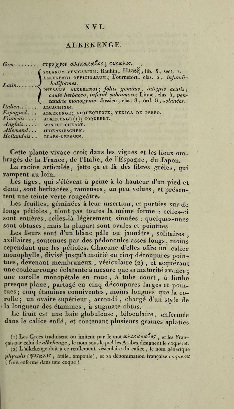 ALKEKENGE. Grec Latin. Italien.. . . Espagnol. Français.. Anglais.. . Allemand. Hollandais çTpvXvoç ahncci/caCo? • f solanum vesicarium; Bauhin, Uivet^, \ib. 5, sect. i. \ alkekengi officinarum j Tournefort, clas. 2, injundi- ) buliformes S physalis alkekengi ; foliis geminis , integris acutis ; I caule herbaceo, infernè subramoso; Linné, clas. 5, pen- \ tandrie monogynie. Jussieu , clas. 8 , ord. 8 , solanées. alcachingi . ALKEKENGE5 ALQUEQUENJEj YËXIGA DE PERRO. ALKEKENGE (l)j COQUERET. WINTER-CHERRY. JÜDENKIRSCHEN. BLAES-KERSSEN. Cette plante vivace croît dans les vignes et les lieux om- bragés de la France, de l’Italie, de l’Espagne, du Japon. La racine articulée, jette çà et là des fibres grêles, qui rampent au loin. Les tiges, qui s’élèvent à peine à la hauteur d’un pied et demi, sont herbacées, rameuses , un peu velues , et présen- tent une teinte verte rougeâtre. Les feuilles, géminées à leur insertion, et portées sur de longs pétioles , n’ont pas toutes la même forme : celles-ci sont entières, celles-là légèrement sinuées ; quelques-unes sont obtuses, mais la plupart sont ovales et pointues. Les fleurs sont d’un blanc pâle ou jaunâtre , solitaires , axillaires, soutenues par des pédoncules assez longs, moins cependant que les pétioles. Chacune d’elles offre un calice monophylle, divisé jusqu’à moitié en cinq découpures poin- tues, devenant membraneux , vésiculaire (2) , et acquérant une couleur rouge éclatante à mesure que sa maturité avance ; une corolle monopétale en roue , à tube court , à limbe presque plane, partagé en cinq découpures larges et poin- tues j cinq étamines conniventes , moins longues que la co- rolle 5 un ovaire supérieur, arrondi , chargé d’un style de ■ la longueur des étamines , à stigmate obtus. Le fruit est une baie globuleuse, biloculaire, enfermée dans le calice enflé, et contenant plusieurs graines aplaties (1) Les Grecs traduisent ou imitent par le mot cLhlK.a.*.U.Çoï , et les Fran- çais par celui de alkehenge , le nom sous lequel les Arabes désignent le coqueret. (2) L'alkekenge doit à ce renflement vésiculaire du calice , le nom générique pliysalis ((ÇVS’aÂ/f , bulle, ampoule), et sa dénomination française coqueret ( fruit enfermé dans une coque ).