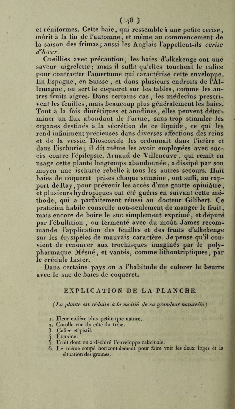 ( 46 ) et réniformes. Cette baie, qui ressemble à une petite cerise, mûrit à la fin de l’automne, et même au commencement de la saison des frimas ; aussi les Anglais lappellent-ils cerise d’hiver. Cueillies avec précaution, les baies d’alkekenge ont une saveur aigrelette ; mais il suffit qu’elles touchent le calice pour contracter l’amertume qui caractérise cette enveloppe. En Espagne, en Suisse , et dans plusieurs endroits de l’Al- lemagne , on sert le coqueret sur les tables, comme les au- tres fruits aigres. Dans certains cas , les médecins prescri- vent les feuilles ,mais beaucoup) plus généralement les baies. Tout à la fois diurétiques et anodines, elles peuvent déter- miner un flux abondant de l’urine, sans trop stimuler les organes destinés à la sécrétion de ce liquide , ce qui les rend infiniment précieuses dans diverses affections des reins et de la vessie. Dioscoride les ordonnait dans l’ictère et dans l’ischurie ; il dit même les avoir employées avec suc- cès contre l’épilepsie. Arnaud de Villeneuve , qui remit en usage cette plante longtemps abandonnée, a dissipé par sou moyen une ischurie rebelle à tous les autres secours. Huit baies de coqueret prises chaque semaine , ont suffi, au rap- port de Ray, pour prévenir les accès d’une goutte opiniâtre, et plusieurs hydropiques ont été guéris en suivant cette mé- thode, qui a parfaitement réussi au docteur Gilibert. Ce praticien habile conseille non-seulement démanger le fruit, mais encore de boire le suc simplement exprimé, et dépuré par l’ébullition , ou fermenté avec du moût. James recom- mande l’application des feuilles et des fruits d’alkekenge sur les érysipèles de mauvais caractère. Je pense qu’il con- vient de renoncer aux trochisques imaginés par le poly- pharmaque Mésué, et vantés, comme lithontriptiques, par le crédule Lister. Dans certains pays on a l’habitude de colorer le beurre avec le suc de baies de coqueret. EXPLICATION DE LA PLANCHE. ( La plante est réduite a la moitié de sa grandeur naturelle ) 1. Fleur entière plus petite que nature. 2. Corolle vue du côté du tvôe. 3. Calice et pistil. 4 Etamine. 5. Fruit dont on a déchiré l’enveloppe calicinale. 6. Le même coupé horizontalement pour faire voir les deux loges et la situation des graines.