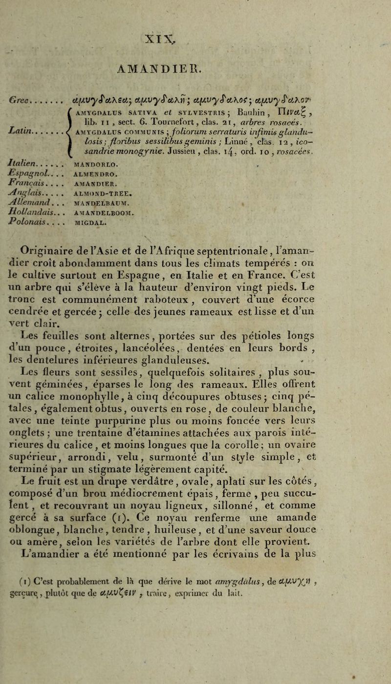 XIX. AMANDIER. Grec (LixvyS'cLKScJL') ay.vyS'cthîi ; ct(Jt.vyS'ctKo<yetlJLvyS'a,^o^/' {AMYGDALUS SATIVA et SYLVESTRIS j Büllllin , YliVCl^ , lit», ii , sect. 6. Tournefort, clas. ai, arbres rosacés. amygdalus communïs y foliorum serraturis injimisglaitdu— losis ; floribus sessilibus geminis ; Linné , clas. 12, ico- sandrie monogynie. Jussieu , clas. 14, ord. 10 , rosacées. Italien mandorlo. jEspagnol.... almendro. Français.... amandier. Anglais almond-tree. Allemand. . . mandelbaum. Hollandais.. . amandelboom. Polonais.. . . migdal. Originaire de l’Asie et de l’Afrique septentrionale, Taillan- dier croît abondamment dans tous les climats tempérés : on le cultive surtout en Espagne, en Italie et en France. C’est un arbre qui s’élève à la hauteur d’environ vingt pieds. Le tronc est communément raboteux, couvert d’une écorce cendrée et gercée j celle des jeunes rameaux est lisse et d’un vert clair. Les feuilles sont alternes, portées sur des pétioles longs d’un pouce, étroites, lancéolées, dentées en leurs bords , les dentelures inférieures glanduleuses. Les fleurs sont sessiles, quelquefois solitaires , plus sou- vent géminées, éparses le long des rameaux. Elles offrent un calice monophylle, à cinq découpures obtuses 5 cinq pé- tales, également obtus, ouverts en rose, de couleur blanche, avec une teinte purpurine plus ou moins foncée vers leurs onglets ; une trentaine d’étamines attachées aux parois inté- rieures du calice, et moins longues que la corolle ; un ovaire supérieur, arrondi, velu, surmonté d’un style simple, et terminé par un stigmate légèrement capité. Le fruit est un drupe verdâtre, ovale, aplati sur les cotés, composé d’un brou médiocrement épais, ferme , peu succu- lent , et recouvrant un noyau ligneux, sillonné, et comme gercé à sa surface (1). Ce noyau renferme une amande oblongue, blanche , tendre , huileuse, et d’une saveur douce ou amère, selon les variétés de l’arbre dont elle provient. L’amandier a été mentionné par les écrivains de la plus (1) C’est probablement de l.H que dérive le mot amygdalus, de cLg.vyj) , gerçure,, plutôt que de M[AV\€tV , traire, exprimer du lait.