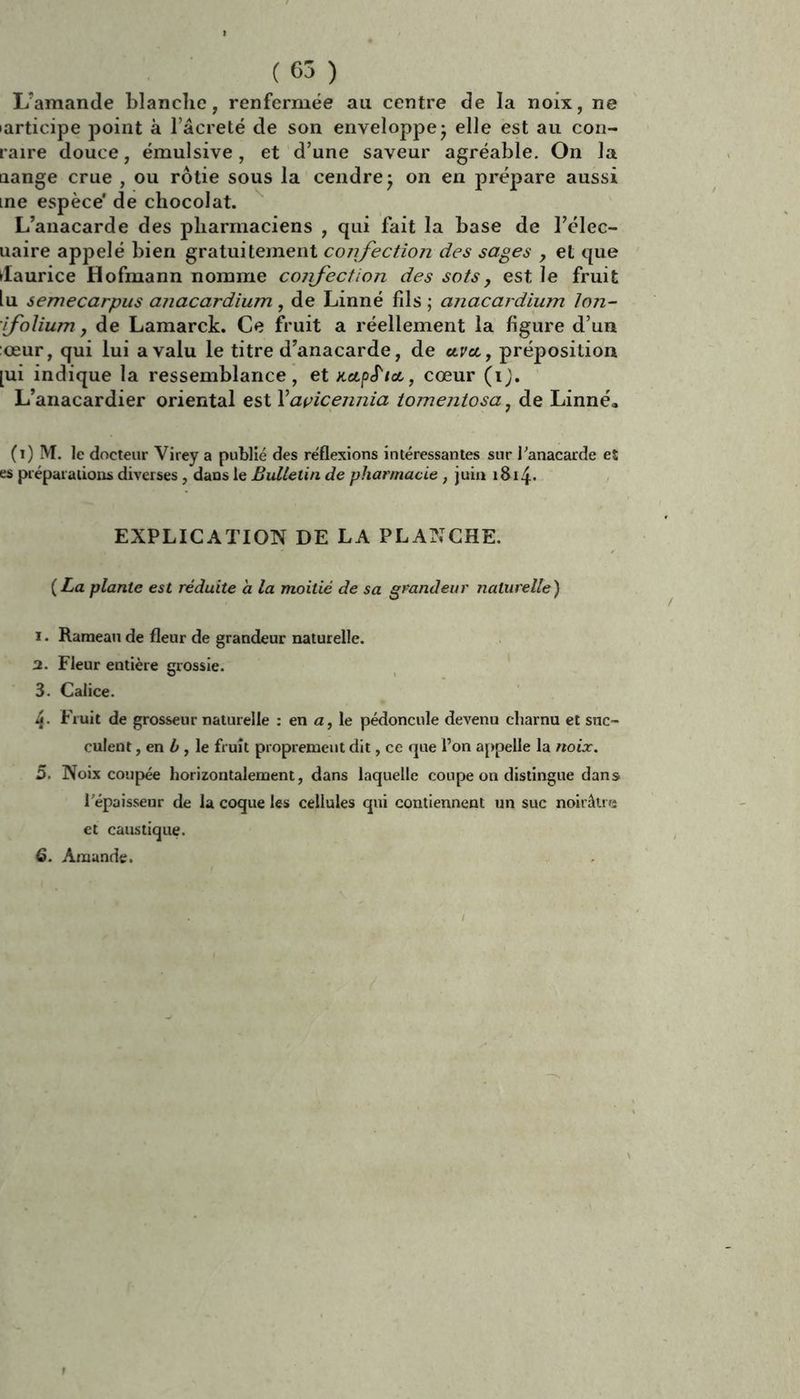 L’amande blanche, renfermée au centre de la noix, ne larticipe point à l âcreté de son enveloppe -, elle est au con- raire douce, émulsive, et d’une saveur agréable. On la nange crue , ou rôtie sous la cendre j on en prépare aussi me espèce' de chocolat. L’anacarde des pharmaciens , qui fait la base de l’élec- uaire appelé bien gratuitement confection des sages , et que daurice Hofmann nomme confection des sots , est le fruit lu semecarpus anacardium , de Linné fils ; anacardium Ion- (folium j de Lamarck. Ce fruit a réellement la figure d’un œur, qui lui a valu le titre d’anacarde, de avec, préposition [ui indique la ressemblance, et KcipS'tcc, cœur (i). L’anacardier oriental est Y açicemtia tomentosa, de Linné» (i) M. le docteur Virey a publié des réflexions intéressantes sur l'anacarde et es préparations diverses, dans le Bulletin de pharmacie , juin 18 x 4- EXPLICATION DE LA PLANCHE. (La plante est réduite a la moitié de sa grandeur naturelle) 1. Rameau de fleur de grandeur naturelle. 2. Fleur entière grossie. 3. Calice. 4- Fruit de grosseur naturelle : en a, le pédoncule devenu charnu et suc- culent , en b , le fruit proprement dit, ce que l’on appelle la noix. 5. Noix coupée horizontalement, dans laquelle coupe on distingue dans l'épaisseur de la coque les cellules qui contiennent un suc noirâtre et caustique. 6. Amande.