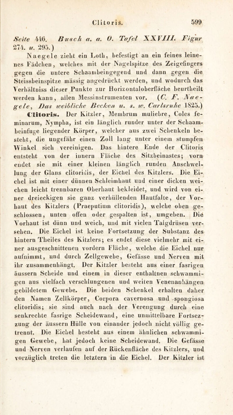 Seite 440. Busch a, a. 0. Tu fei XXF//-/. Figur 274. u. 295.) Naegele zieht ein Lotb, befestigt an ein feines leine- nes Fädclien, welches mit der Nagelspitze des Zeigefingers gegen die untere Scbaambeingegend und dann gegen die J!)teissbeinspitze massig angedrückt werden, und wodurch das Verbältniss dieser Punkte zur Horizontaloberfläcbe beurtbeilt werden kann, allen Messinstrumenten vor. {C. F. Nae~ gele. Das tveibliche Beckeu u. s. tv. Carlsrtihe 1825.) Der Kitzler, Membrum muliebre, Coles fe- minarum, Nympba, ist ein länglich runder unter der Scbaam- heinfuge liegender Körper, welcher aus zwei Schenkeln be- steht, die ungefähr einen Zoll lang unter einem stumpfen Winkel sich vereinigen. Das hintere Ende der Clitoris entsteht von der innern Fläche des Sitzbeinastes; vorn endet sie mit einer kleinen länglich runden Anschwel- lung der Glans clitoriiiis, der Eichel des Kitzlers. Die Ei- chel ist mit einer dünnen Schleimhaut und einer dicken wei- chen leicht trennbaren Oberhaut bekleidet, und wird von ei- ner dreieckigen sie ganz verhüllenden Hautfalte, der Vor- haut des Kitzlers (Praeputiuin clitoridis), welche oben ge- schlossen, unten often oder gespalten ist, umgeben. Diö Vorhaut ist dünn und weich, und mit vielen Talgdrüsen ver- sehen. Die Eichel ist keine Fortsetzung der Substanz des hintern Theiles des Kitzlers; es endet diese vielmehr mit ei- ner ausgeschnittenen vordem Fläche, welche die Eichel nur aufnimmt, und durch Zellgewebe, Gefässe und Nerven mit ihr zusammenhängt. Der Kitzler besteht aus einer fasrigen äussern Scheide und einem in dieser enthaltnen schwammi- gen aus vielfach verschlungenen und weiten Venenanbängen gebildetem Gewebe, Die beiden Schenkel erhalten daher den Namen Zellkörper, Corpora cavernosa und spougiosa clitoridis; sie sind auch nach der Verengung durch eine senkrechte fasrige Scheidewand, eine unmittelbare Fortsez- zung der äussern Hülle von einander jedoch nicht völlig ge- trennt, Die Eichel besteht aus einem ähnlichen schwammi- gen Gewebe, Lat jedoch keine Scheidewand. Die Gefässe und Nerven verlaufen auf der Rückenfläche des Kitzlers, und vorzüglich treten die letztem in die Eichel. Der Kitzler ist