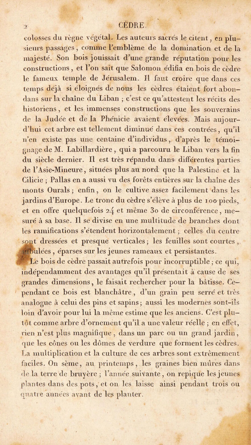 colosses du règne végétal. Les auteurs sacrés le citent , en plu- sieurs passages, comme l'emblème de la domination et de la majesté. Son bois jouissait d’une grande réputation pour les constructions, et l’on sait que Salomon édifia en bois de cèdre le fameux temple de Jérusalem. Il faut croire que dans ces temps déjà si éloignés de nous les cèdres étaient fort abon- dans sur la chaîne du Liban ; c’est ce qu’attestent les récits des historiens, et les immenses constructions que les souverains de la Judée et de la Phénicie avaient élevées. Mais aujour- d’hui cet arbre est tellement diminué dans ces contrées , qu’il n’en existe pas une centaine d’individus, d’après le témoi- gnage de M. Labillardière , qui a parcouru le Liban vers la fin du siècle dernier. Il est très répandu clans différentes parties de l’Asie-Mineure, situées plus au nord que la Palestine et la Cilicie ; Pallas en a aussi vu des forets entières sur la chaîne des monts Durais ; enfin, on le cultive assez facilement dans les jardins d’Europe. Le tronc du cèdre s’élève à plus de 100 pieds, et en offre quelquefois 2.4 et même 3o de circonférence, me- suré à sa base. Il se divise en une multitude de branches dont les ramifications s’étendent horizontalement ; celles du centre sont dressées et presque verticales; les feuilles sont courtes , |Épiliées , éparses sur les jeunes rameaux et persistantes. ‘Le bois de cèdre passait autrefois pour incorruptible ; ce qui, indépendamment des avantages qu’il présentait à cause de ses grandes dimensions, le faisait rechercher pour la bâtisse. Ce- pendant ce bois est blanchâtre, d’un grain peu serré et très analogue à celui des pins et sapins ; aussi les modernes sont-ils loin d’avoir pour lui la même estime que les anciens. C’est plu- tôt comme arbre d’ornement qu’il a une valeur réelle ; en effet, rien n’est plus magnifique , dans un parc ou un grand jardin, que les cônes ou les dômes de verdure que forment les cèdres. La multiplication et la culture de ces arbres sont extrêmement faciles. On sème, au printemps, les graines bien mûres dans de la terre de bruyère ; l’année suivante, on repique les jeunes plantes dans des pots, et on les laisse ainsi pendant trois ou quatre années avant de les planter.