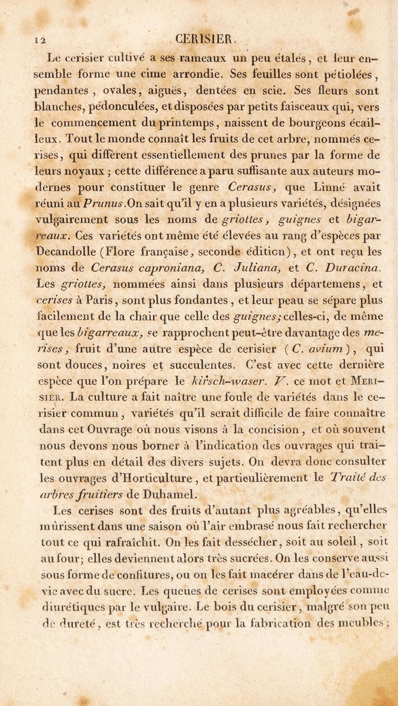 Le cerisier cultivé a ses rameaux un peu étalés, et leur en- semble forme une cime arrondie. Ses feuilles sont pétiolées, pendantes , ovales, aiguës, dentées en scie. Ses fleurs sont blanches, pe'donculées, et disposées par petits faisceaux qui, vers le commencement du printemps, naissent de bourgeons écail- leux. Tout le monde connaît les fruits de cet arbre, nommés ce- rises , qui diffèrent essentiellement des prunes par la forme de leurs noyaux ; cette différence a paru suffisante aux auteurs mo- dernes pour constituer le genre Cerasus, que Linné avait réuni au Prunus.On sait qu’il y en a plusieurs variétés, désignées vulgairement sous les noms de griottes, guignes et bigar- reaux. Ces variétés ont même été élevées au rang d’espèces par Decandolle ( Flore française, seconde édition ), et ont reçu les noms de Cerasus caproniana, C. Juliana, et C. Duracina. Les griottesj nommées ainsi dans plusieurs départemens, et cerises à Paris, sont plus fondantes , et leur peau se sépare plus facilement de la chair que celle des guignes; celles-ci, de même que les bigarreaux, se rapprochent peut-être davantage des me- rises, fruit d’une autre espèce de cerisier ( C. avium), qui sont douces, noires et succulentes. C’est avec cette dernière espèce que l’on prépare le kirsch-waser. V. ce mot et Meri- sier. La culture a fait naître une foule de variétés dans le ce- risier commun, variétés qu’il serait difficile de faire connaître dans cet Ouvrage où nous visons à la concision , et où souvent nous devons nous borner à l’indication des ouvrages qui trai- tent plus en détail des divers sujets. On devra donc consulter les ouvrages d’Horticulture , et particulièrement le Traité des arbres fruitiers de Duhamel. Les cerises sont des fruits d’autant plus agréables, qu’elles mûrissent dans une saison où l’air embrasé nous fait rechercher tout ce qui rafraîchit. On les fait dessécher, soit au soleil, soit au four; elles deviennent alors très sucrées. On les conserve aussi sous forme de confitures, ou on les fait macérer dans de l’eau-de- vie avec du sucre. Les queues de cerises sont employées comme diurétiques par le vulgaire. Le bois du cerisier, malgré son peu de dureté, est très recherché pour la fabrication des meubles ;